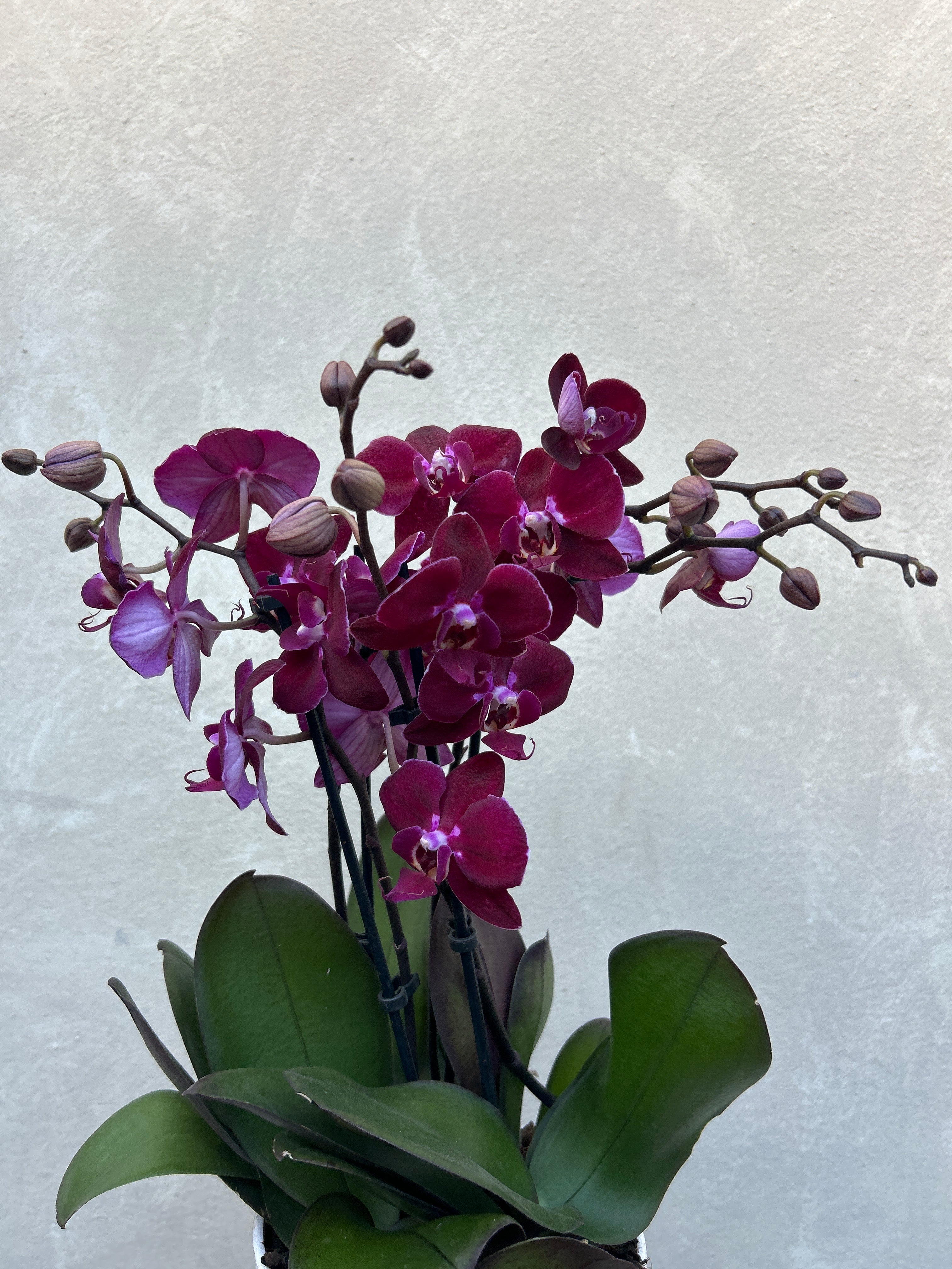 Mini Orchid Pot