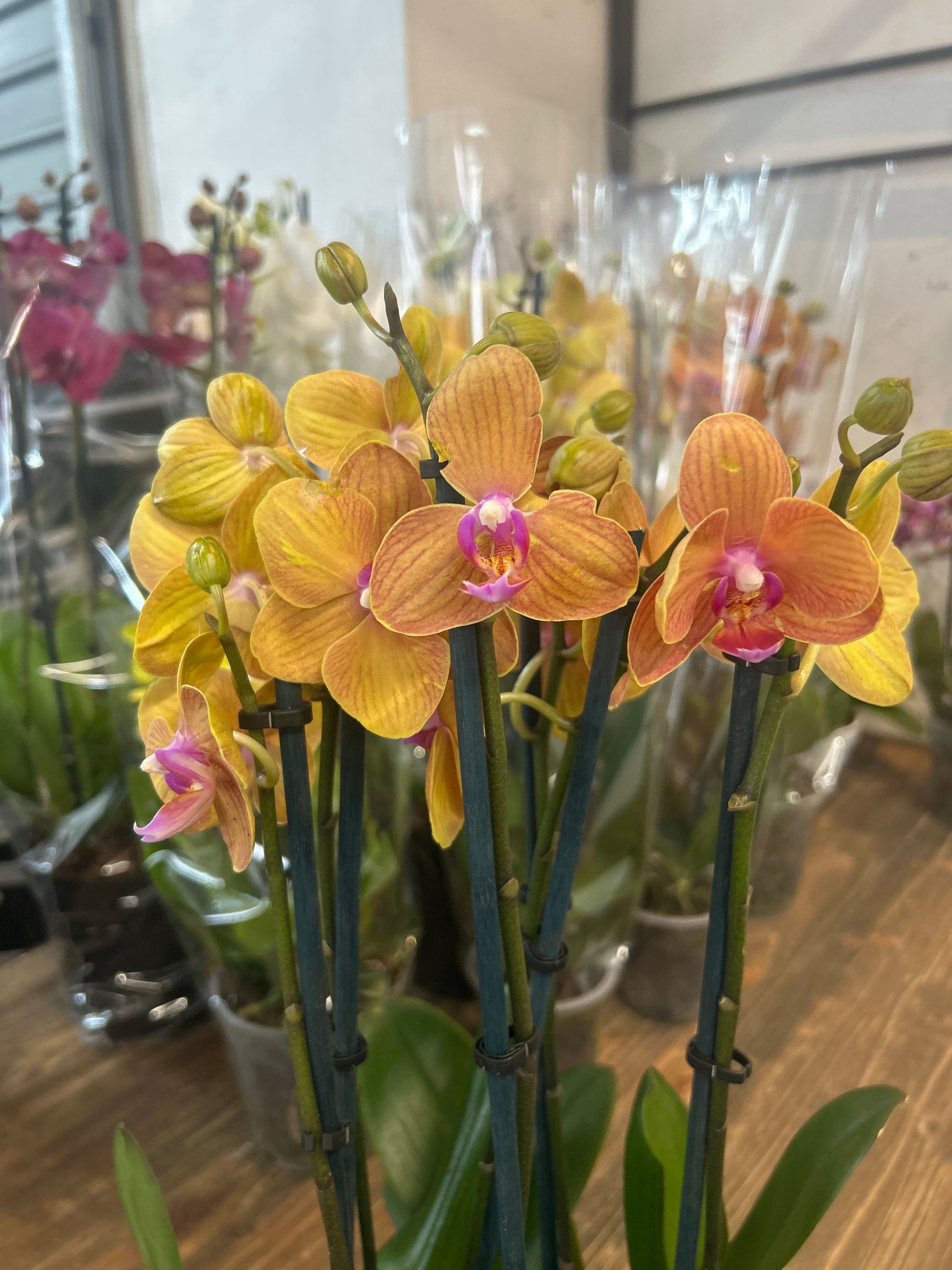 Orchid Bowl