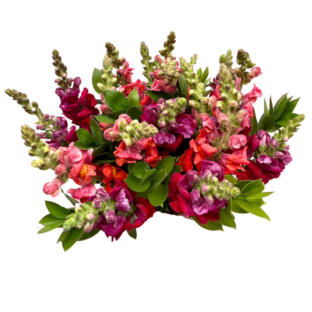 Snapdragons Bouquet