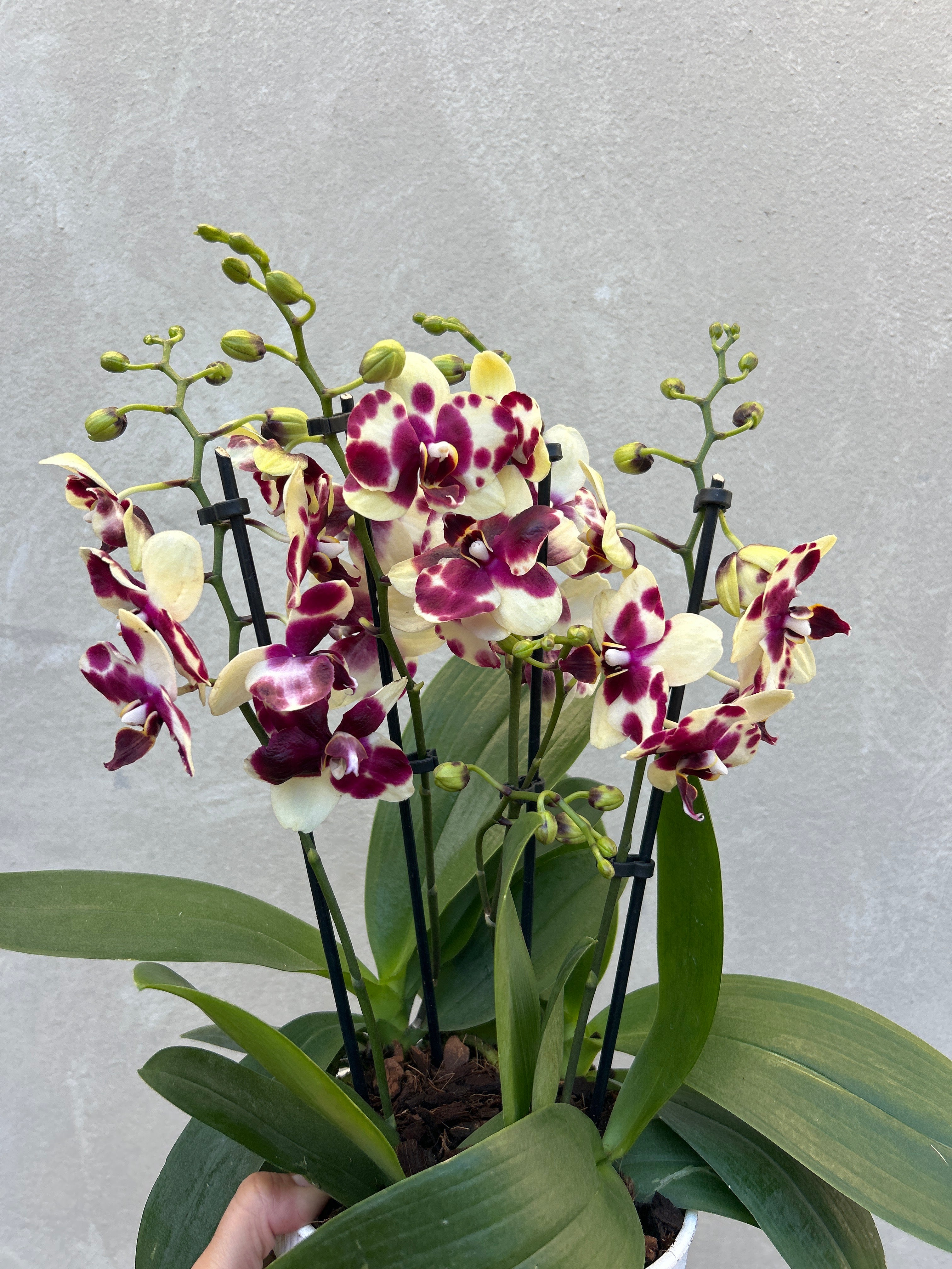 Mini Orchid Pot
