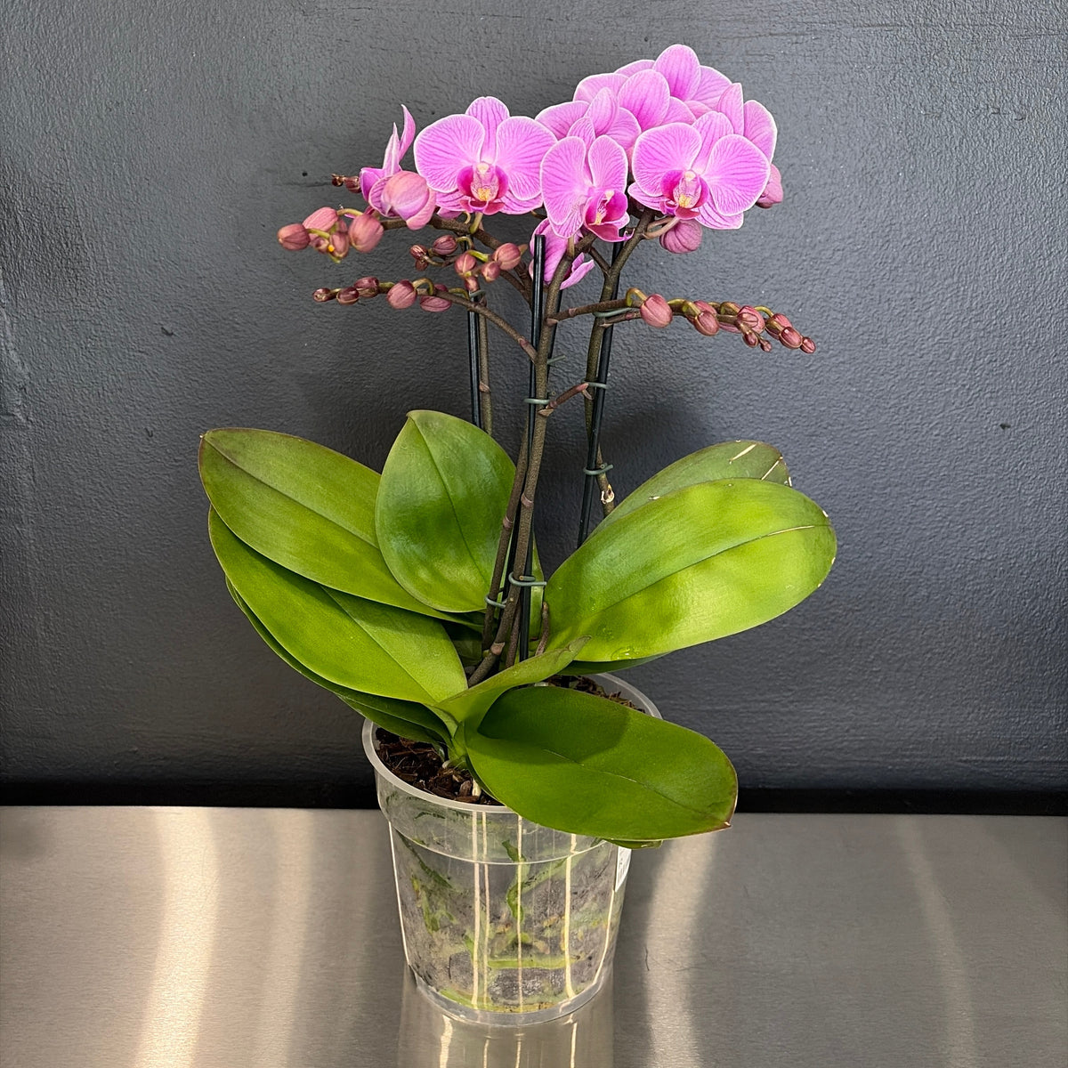 Mini Orchid Assorted