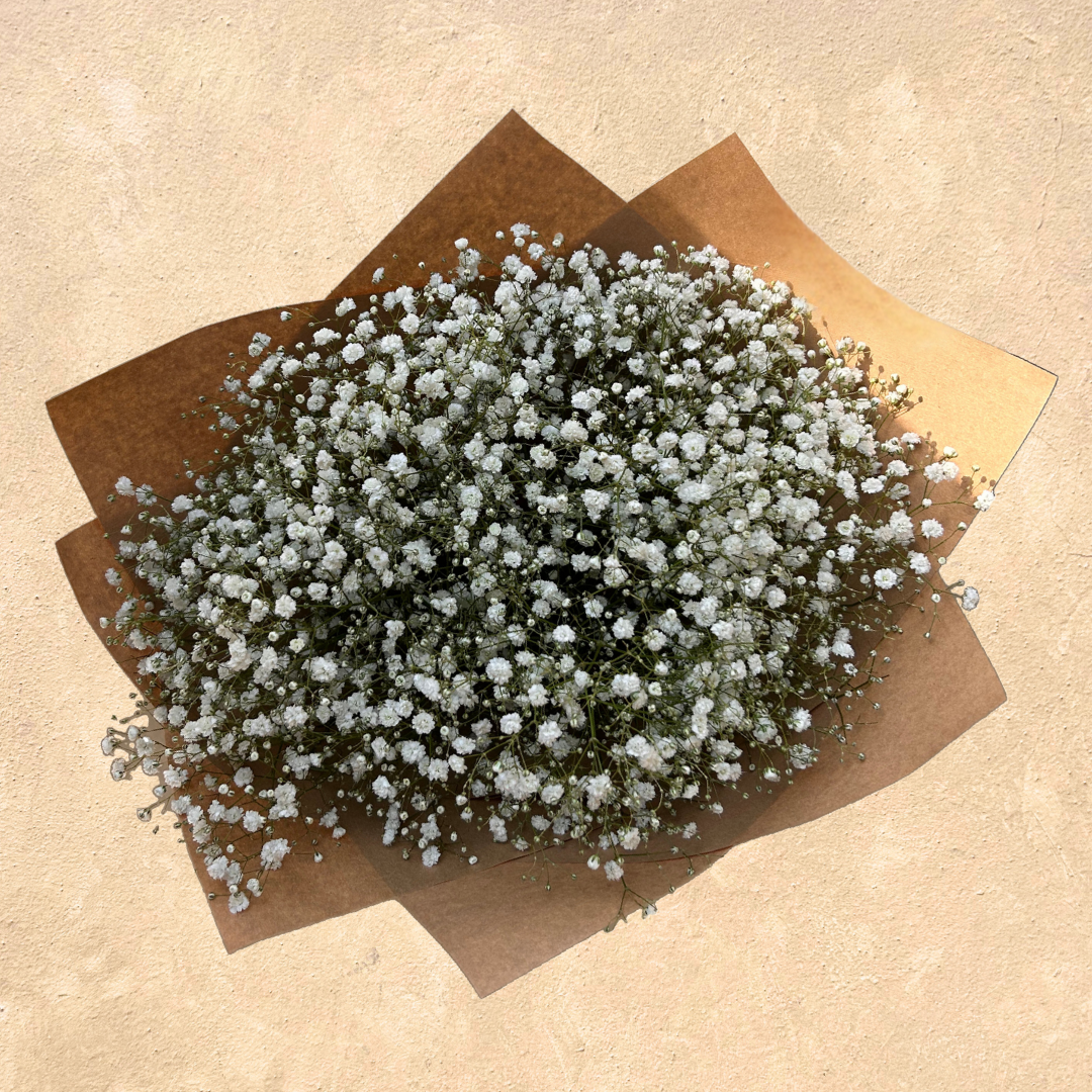 Gypsophila Baby's Breath Bunch