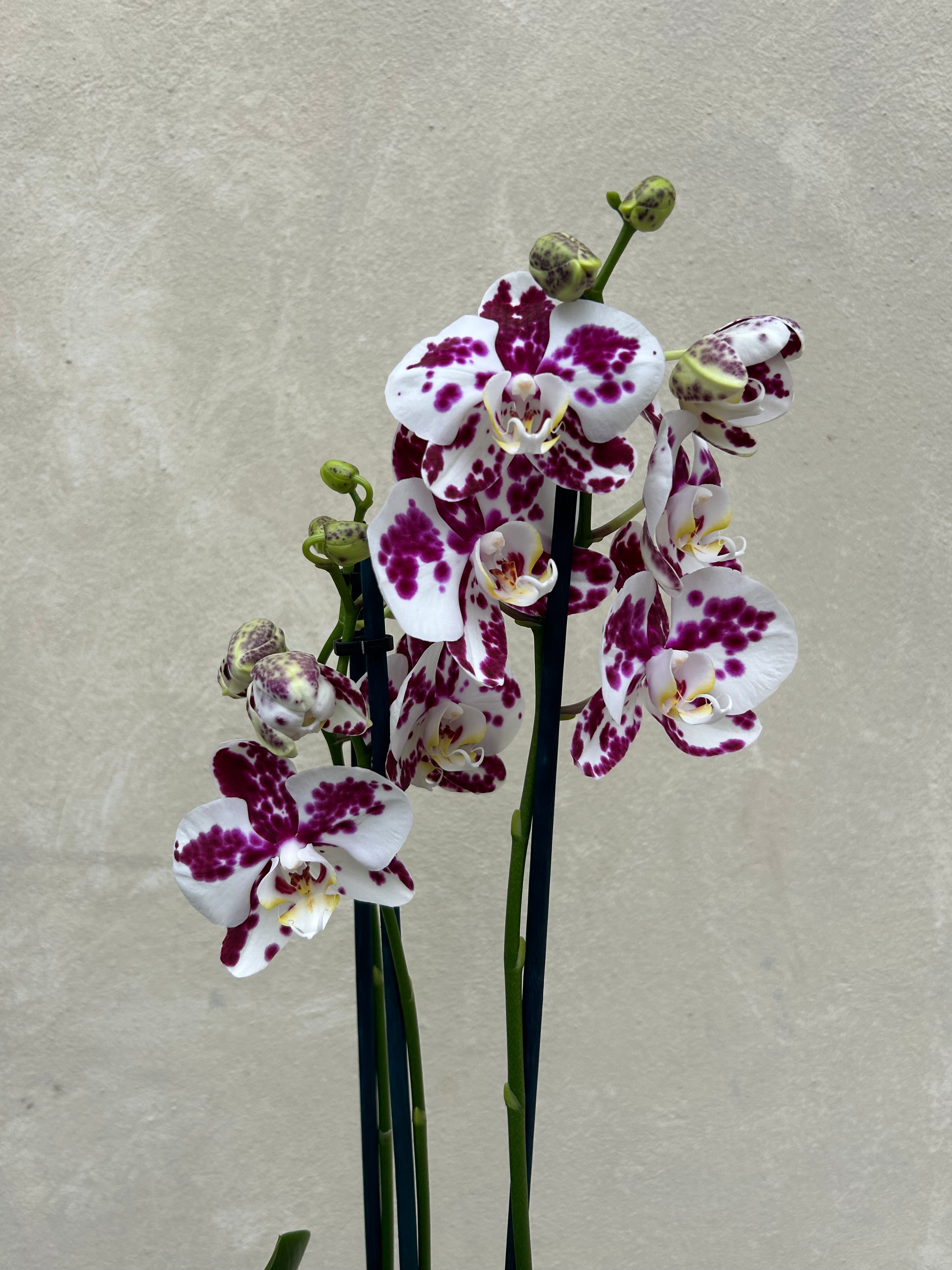 Orchids Assorted