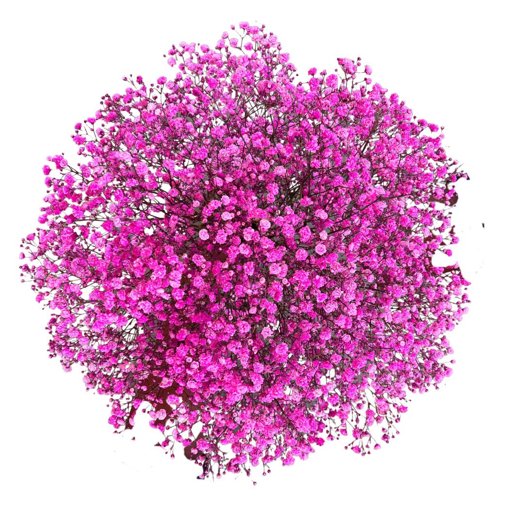 Gypsophila Baby's Breath Bunch