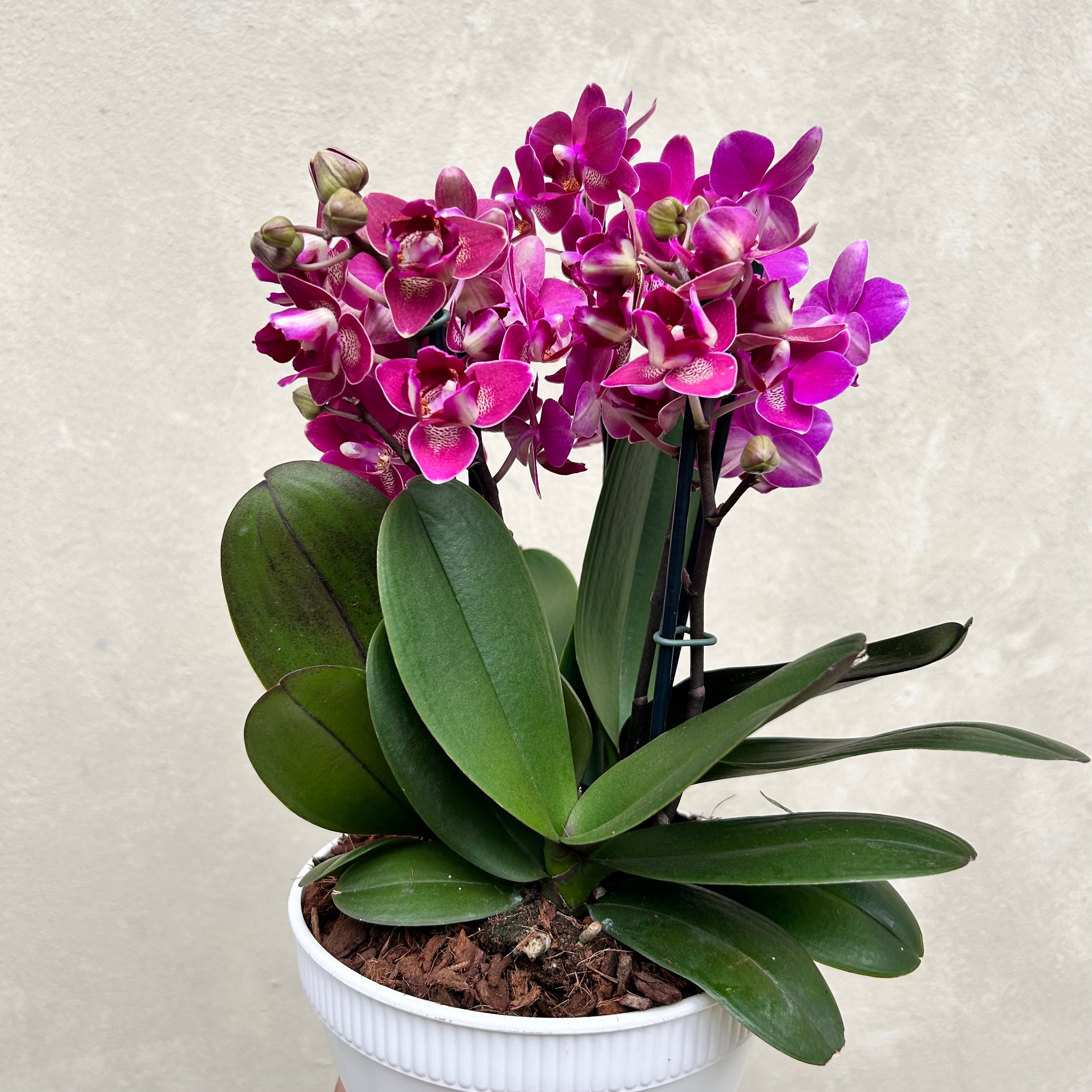 Mini Orchid Pot