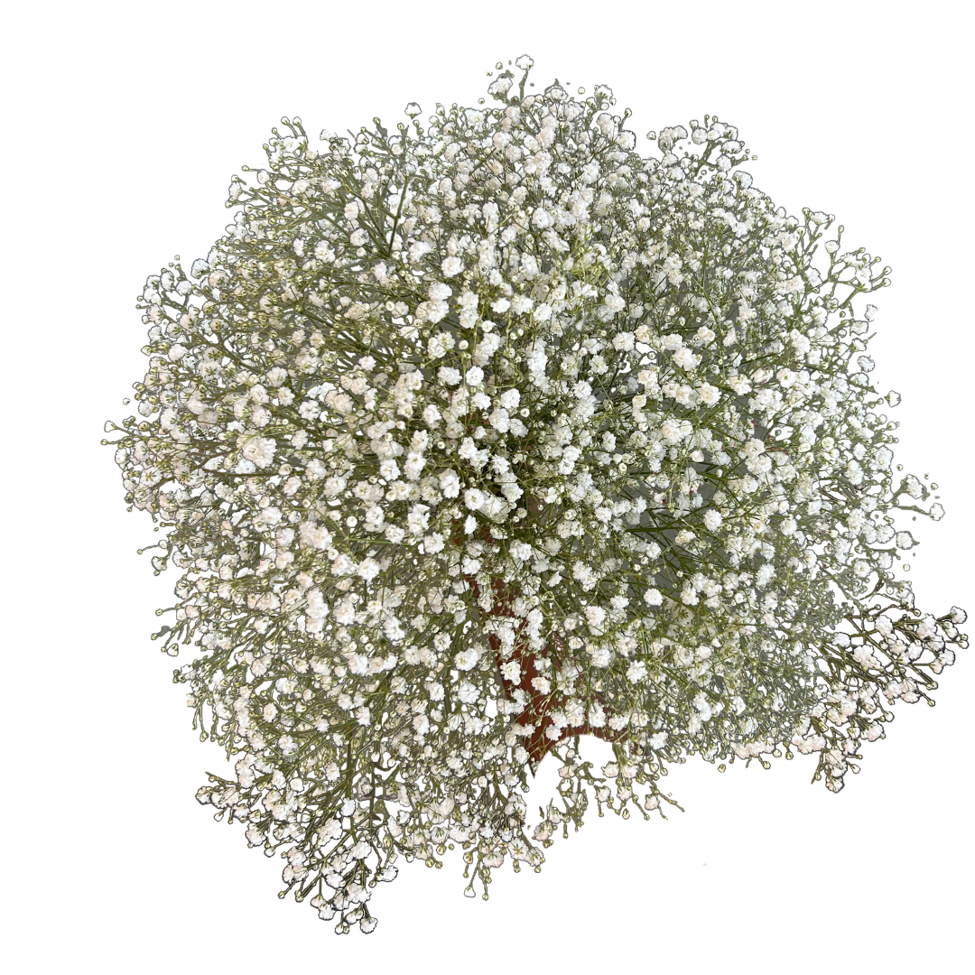 Gypsophila Baby's Breath Bunch
