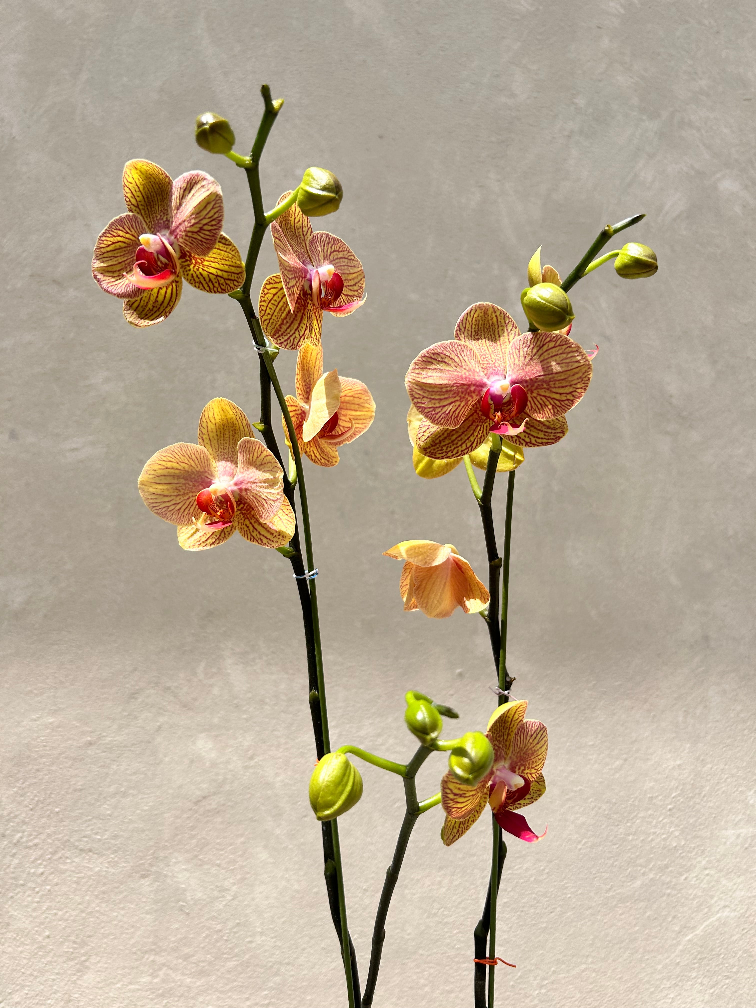 Double Stem Orchid