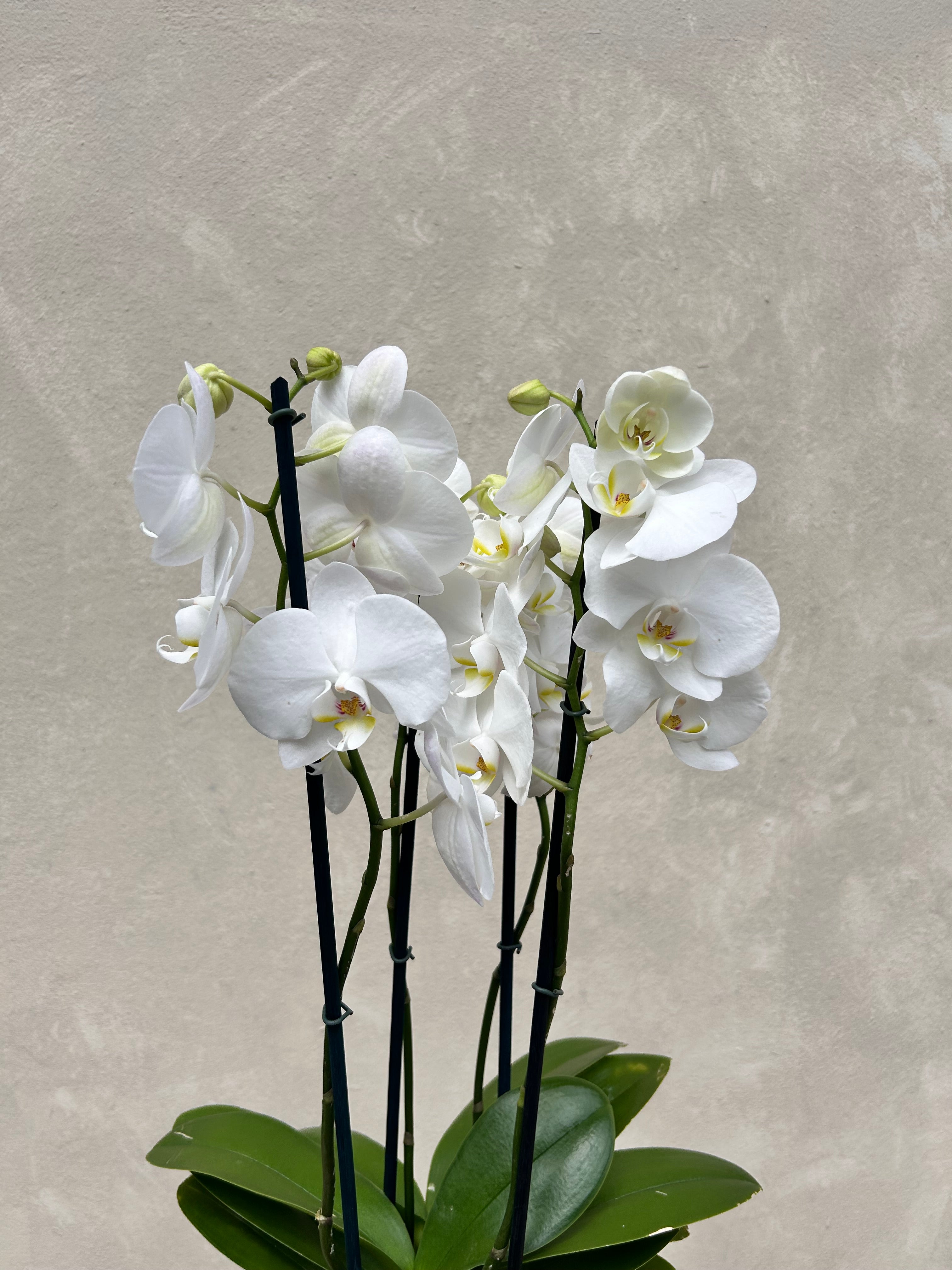 Orchid Pot