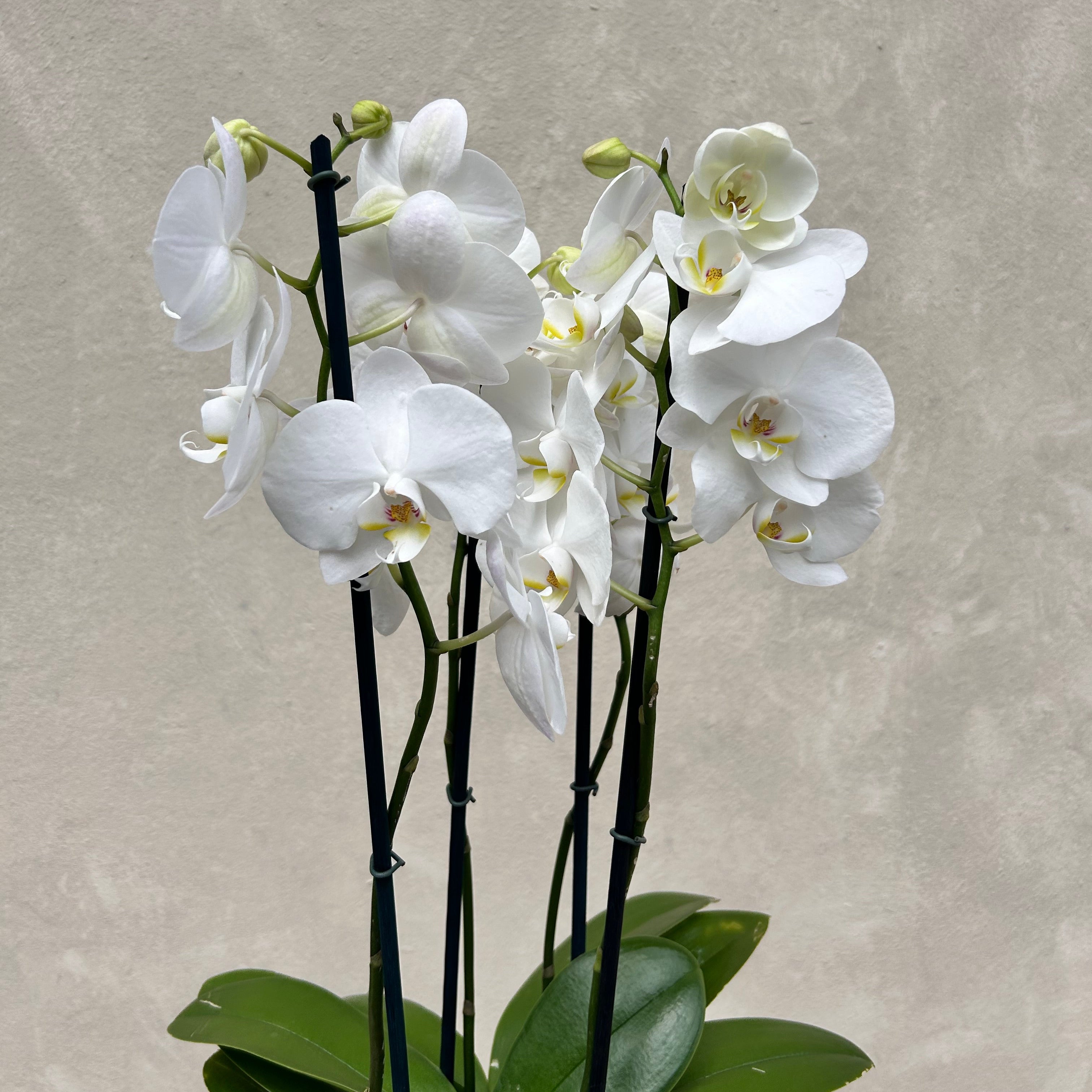 White orchids on a gray background