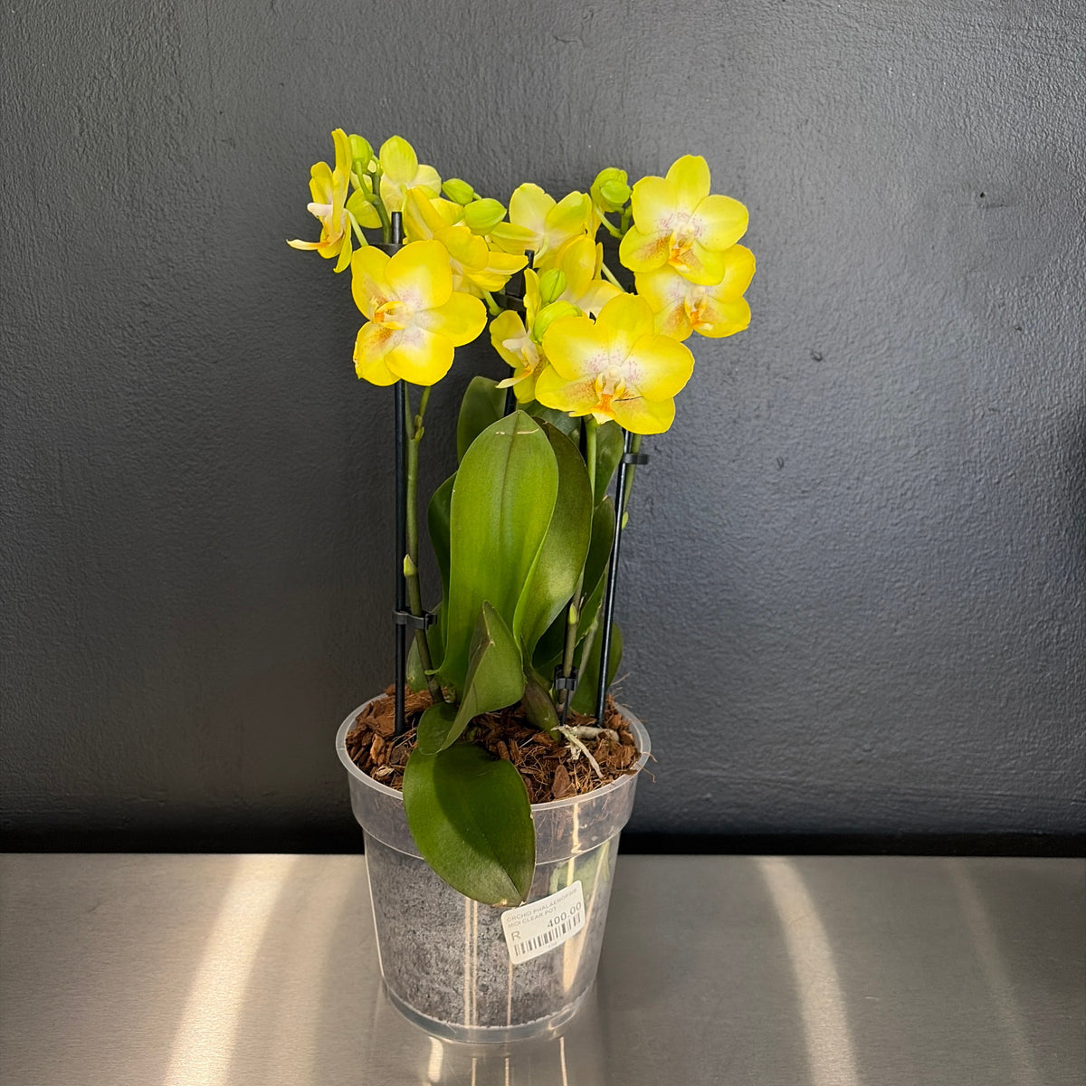 Mini Orchid Assorted
