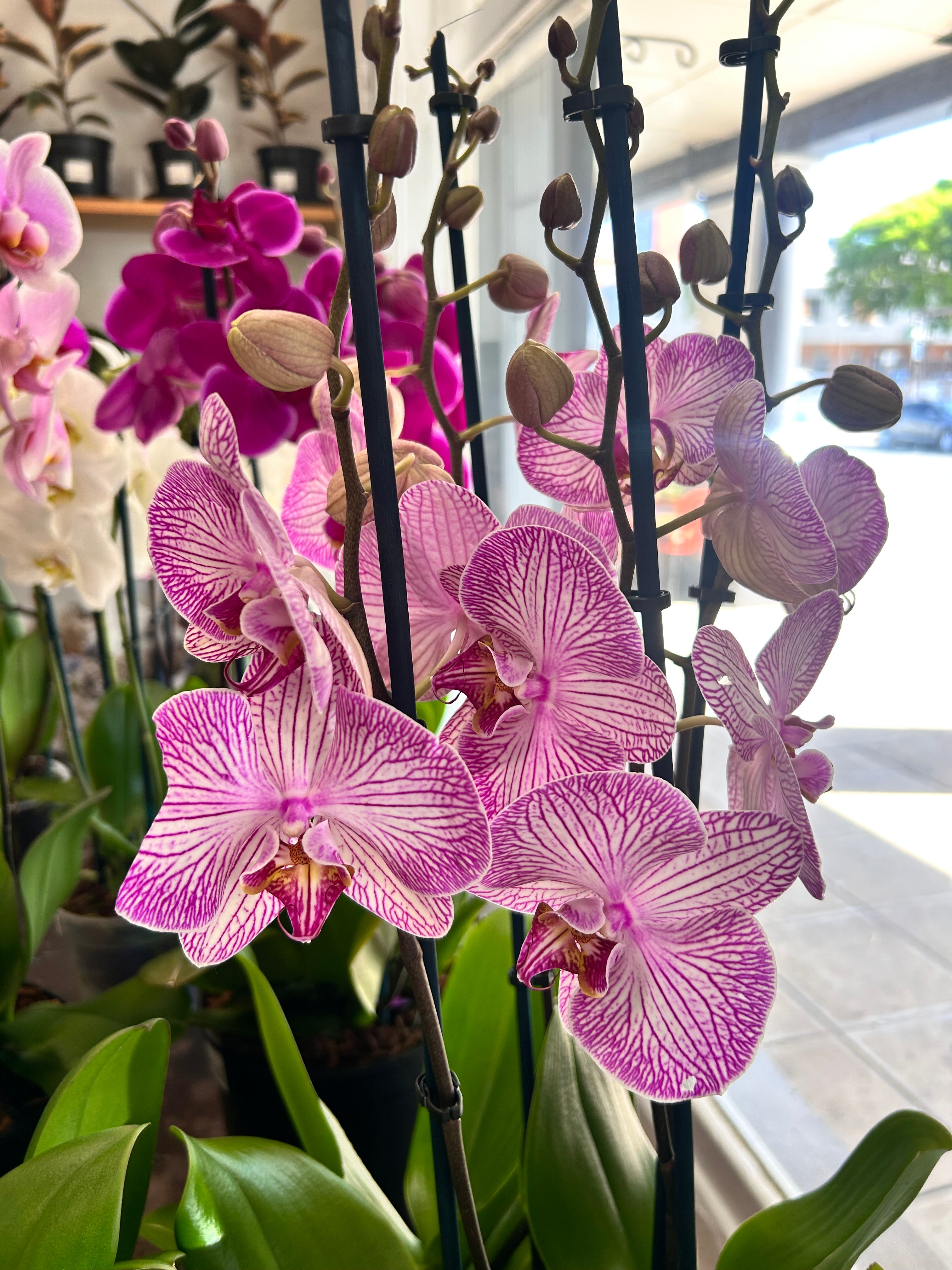 Orchid Bowl