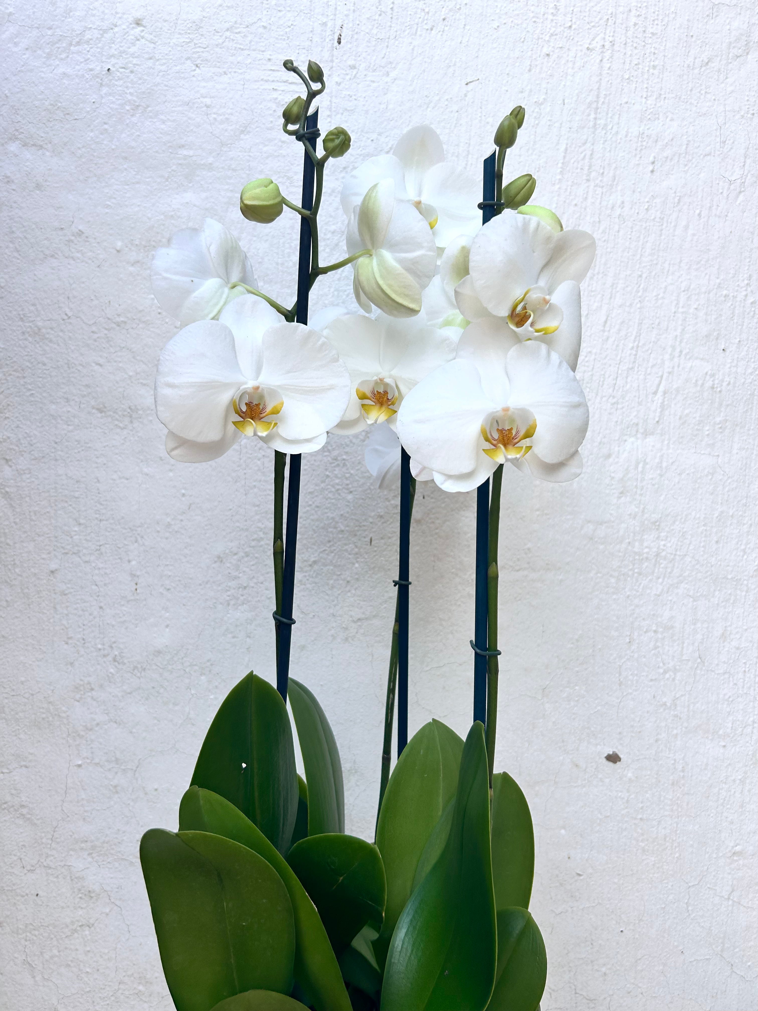 Large Orchid Pot - 3 stems