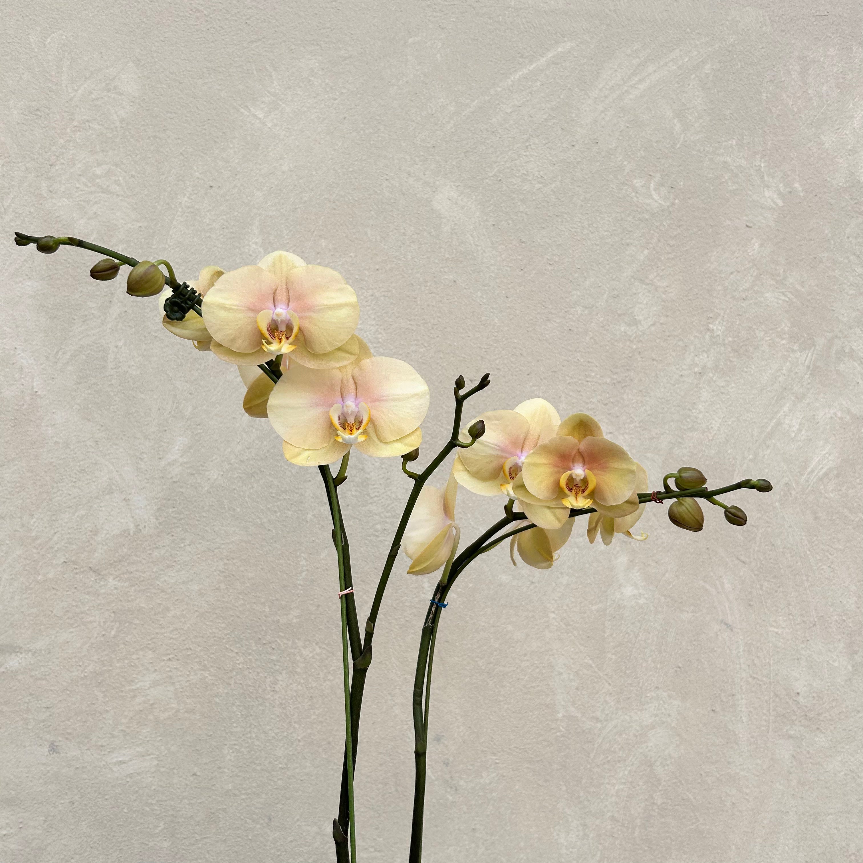Yellow orchid branch on a textured gray background