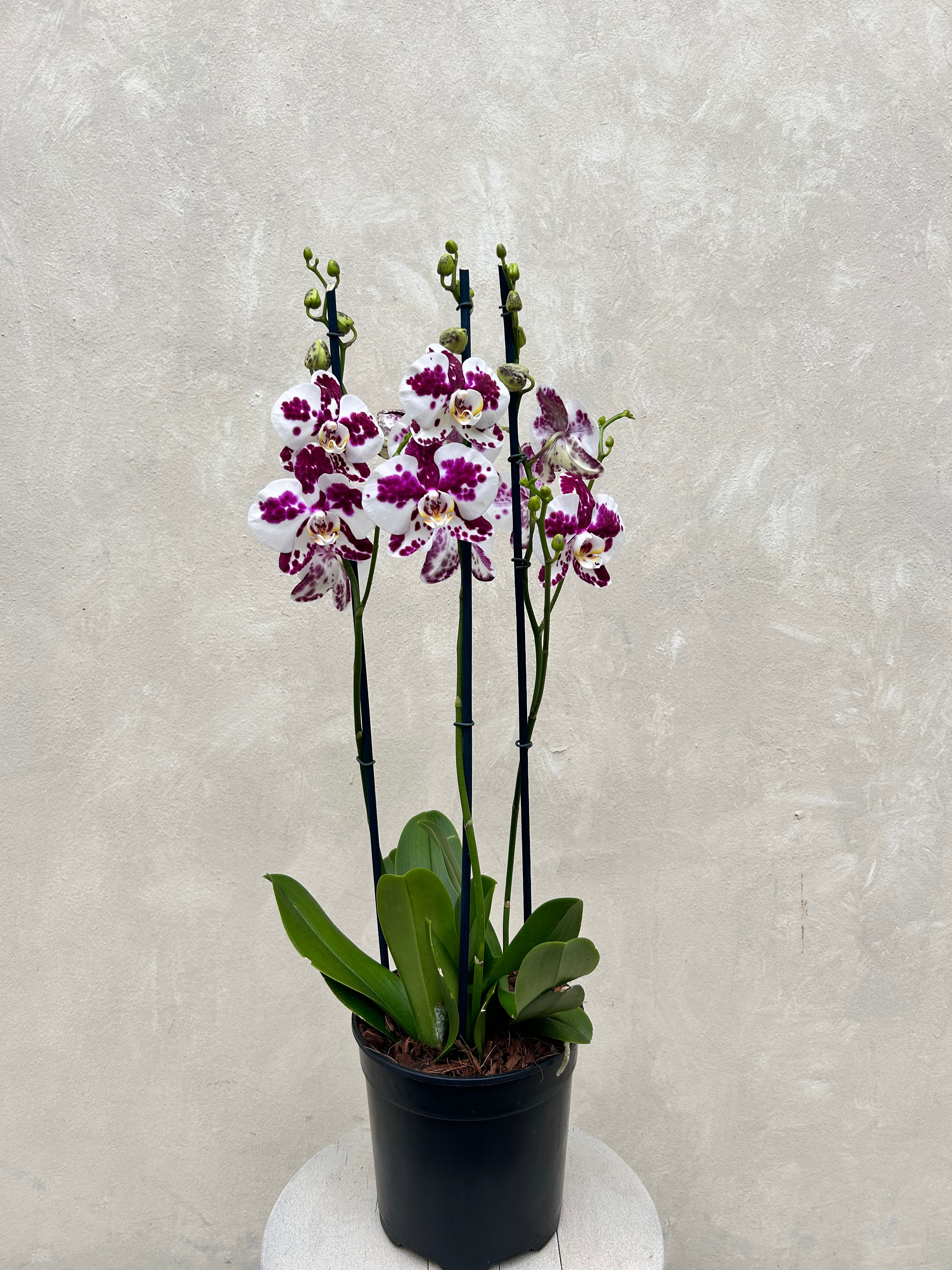 Large Orchid Pot - 3 stems