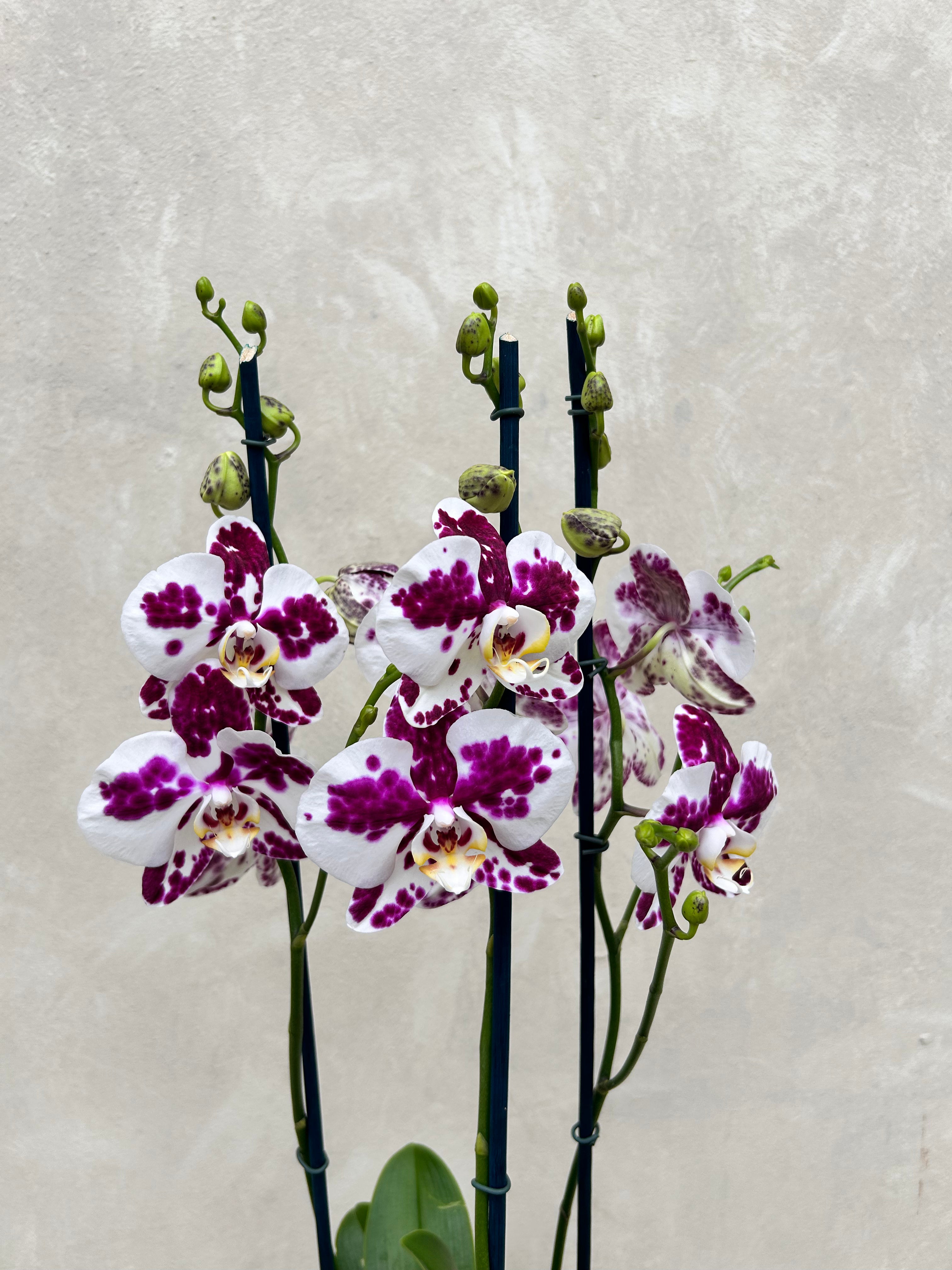 Large Orchid Pot - 3 stems