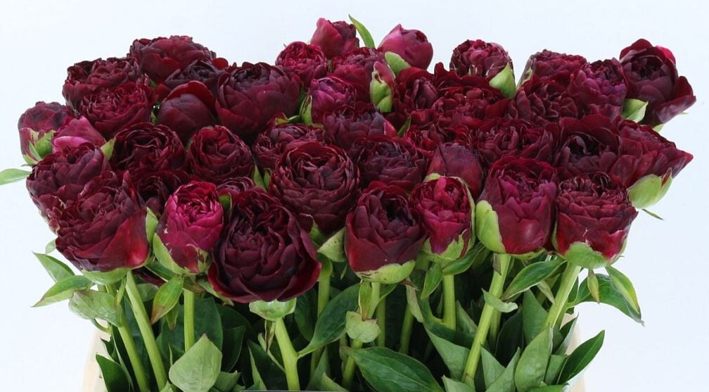 Red Charm Peonies - Fresh Flowers on Florida