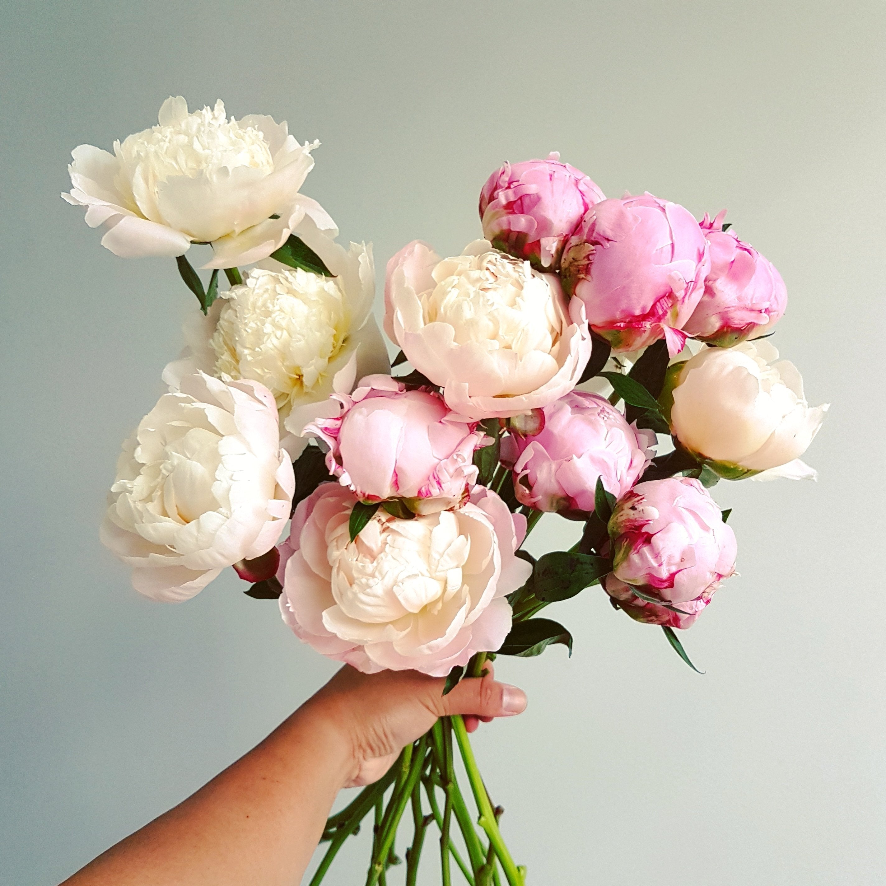 Mixed Pink Peonies