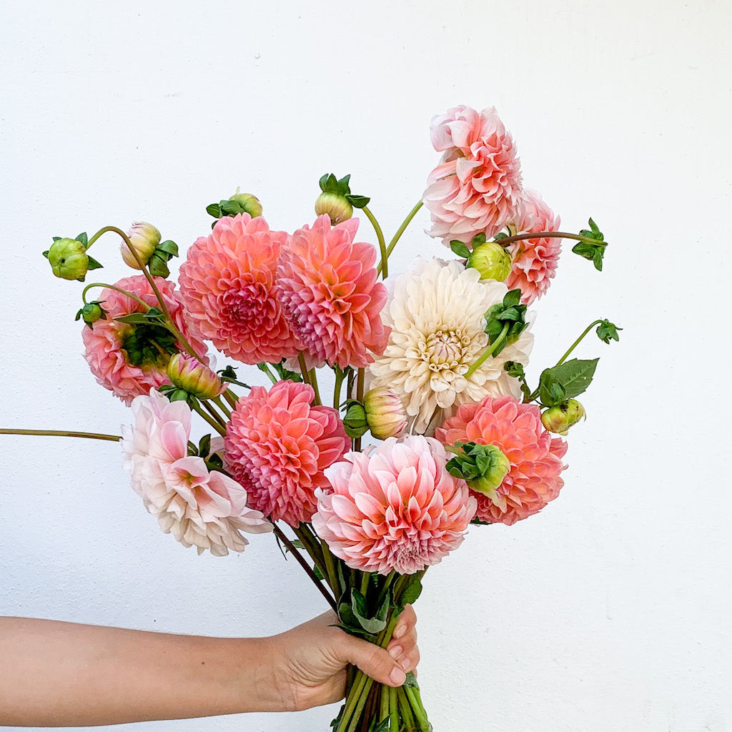 Mixed Dahlias Bouquet - Fresh Flowers on Florida