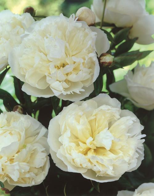 White Peonies - Fresh Flowers on Florida