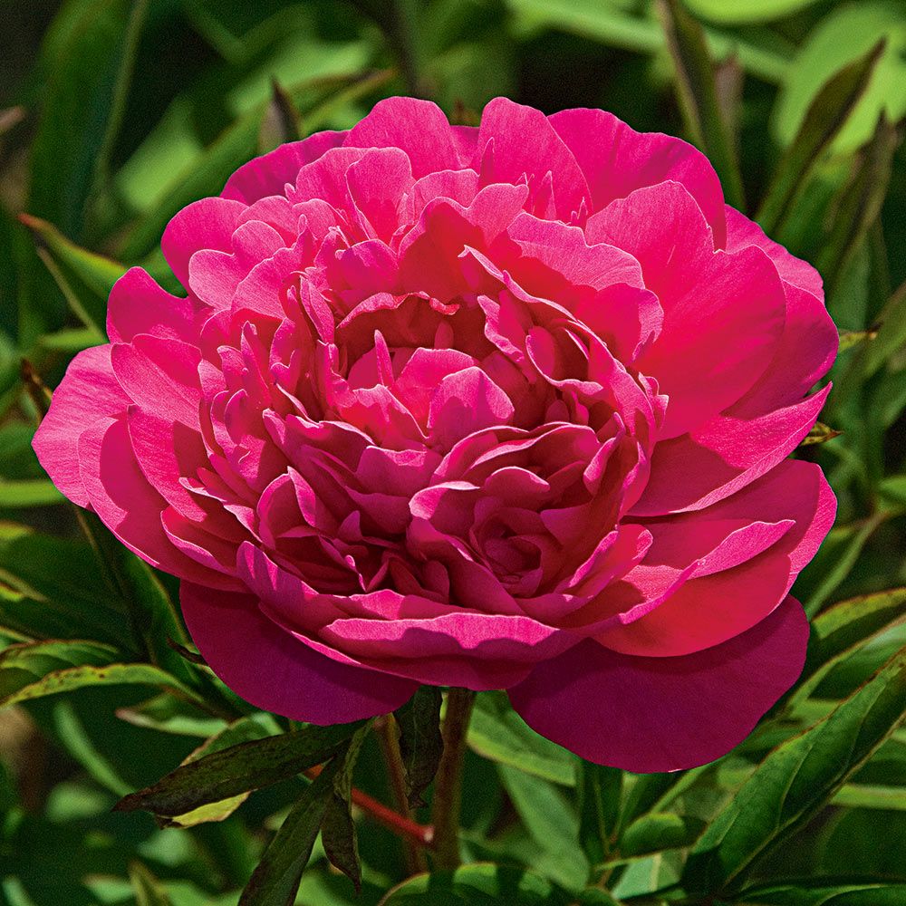 Dark Pink Peonies - Fresh Flowers on Florida