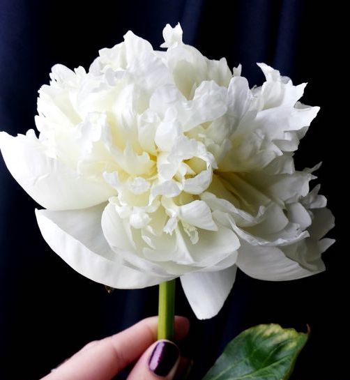 White Peonies - Fresh Flowers on Florida