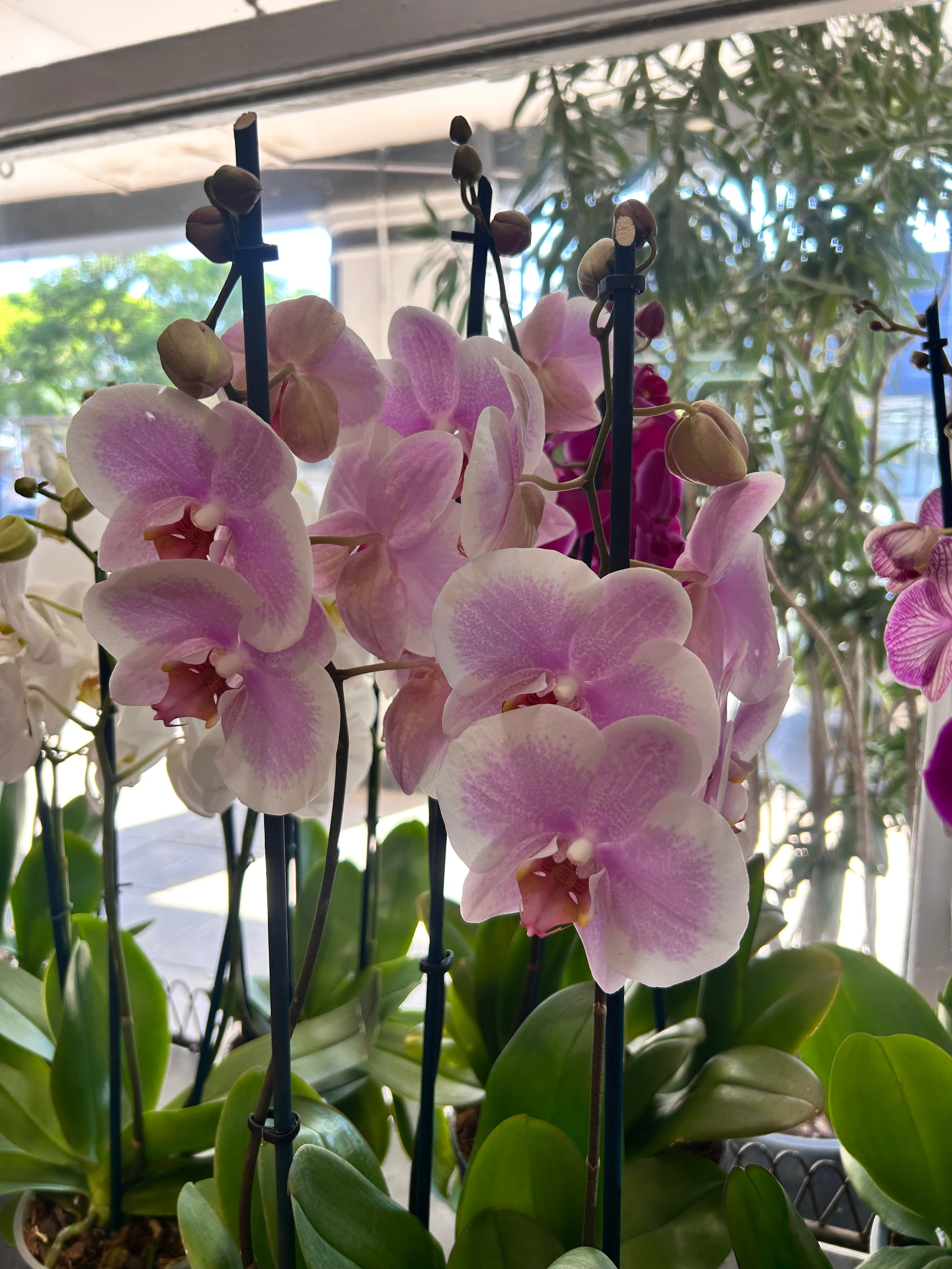 Large Orchid Pot - 3 stems