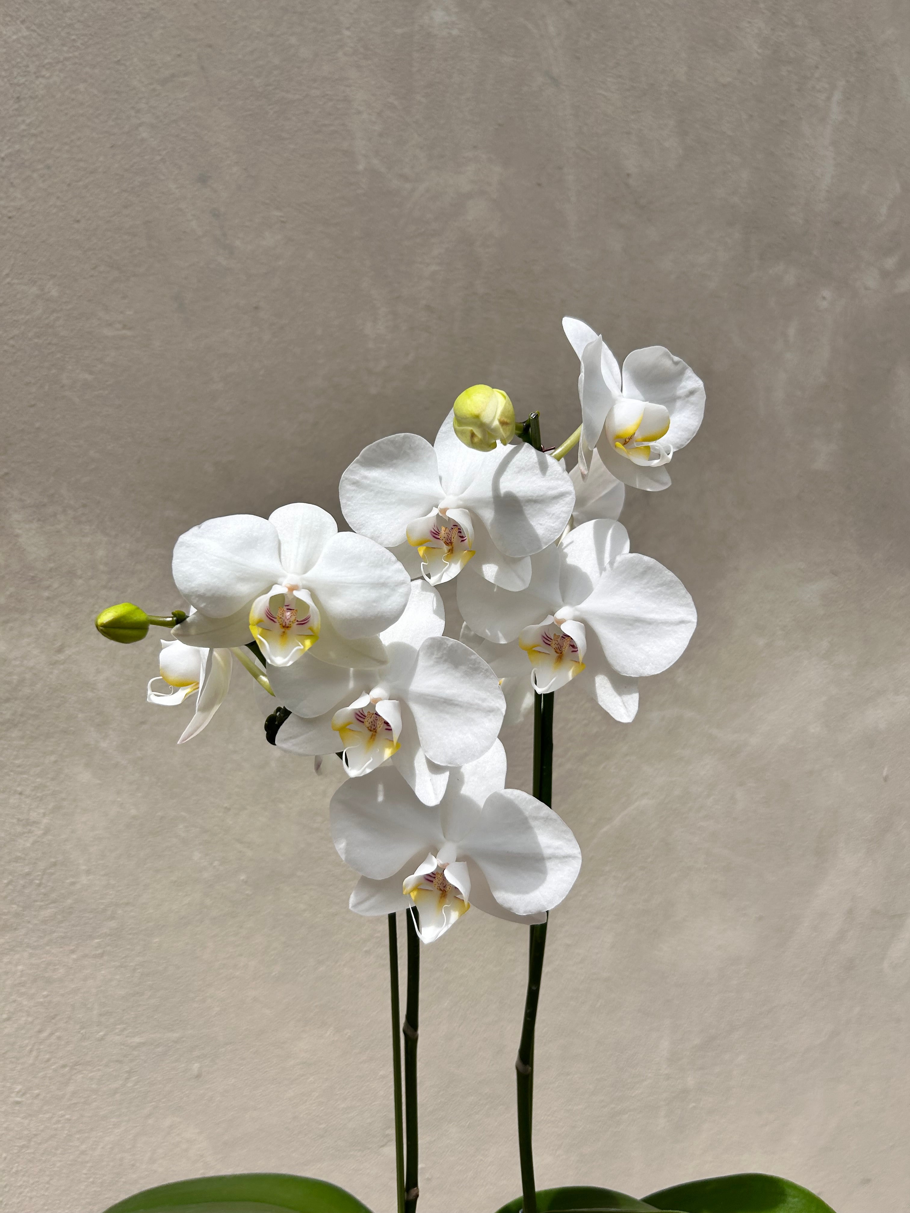 Double Stem Orchid