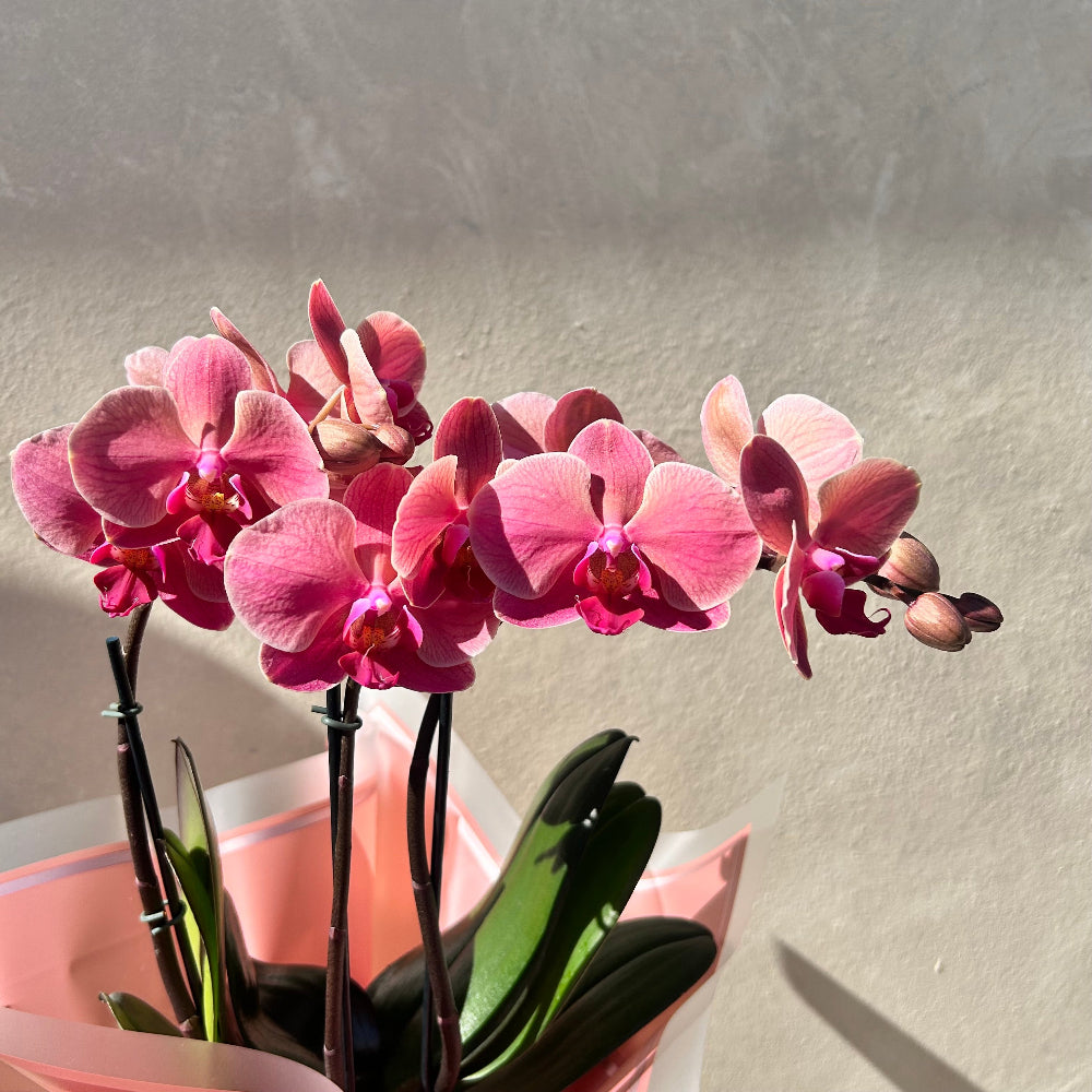 Double Stem Orchid
