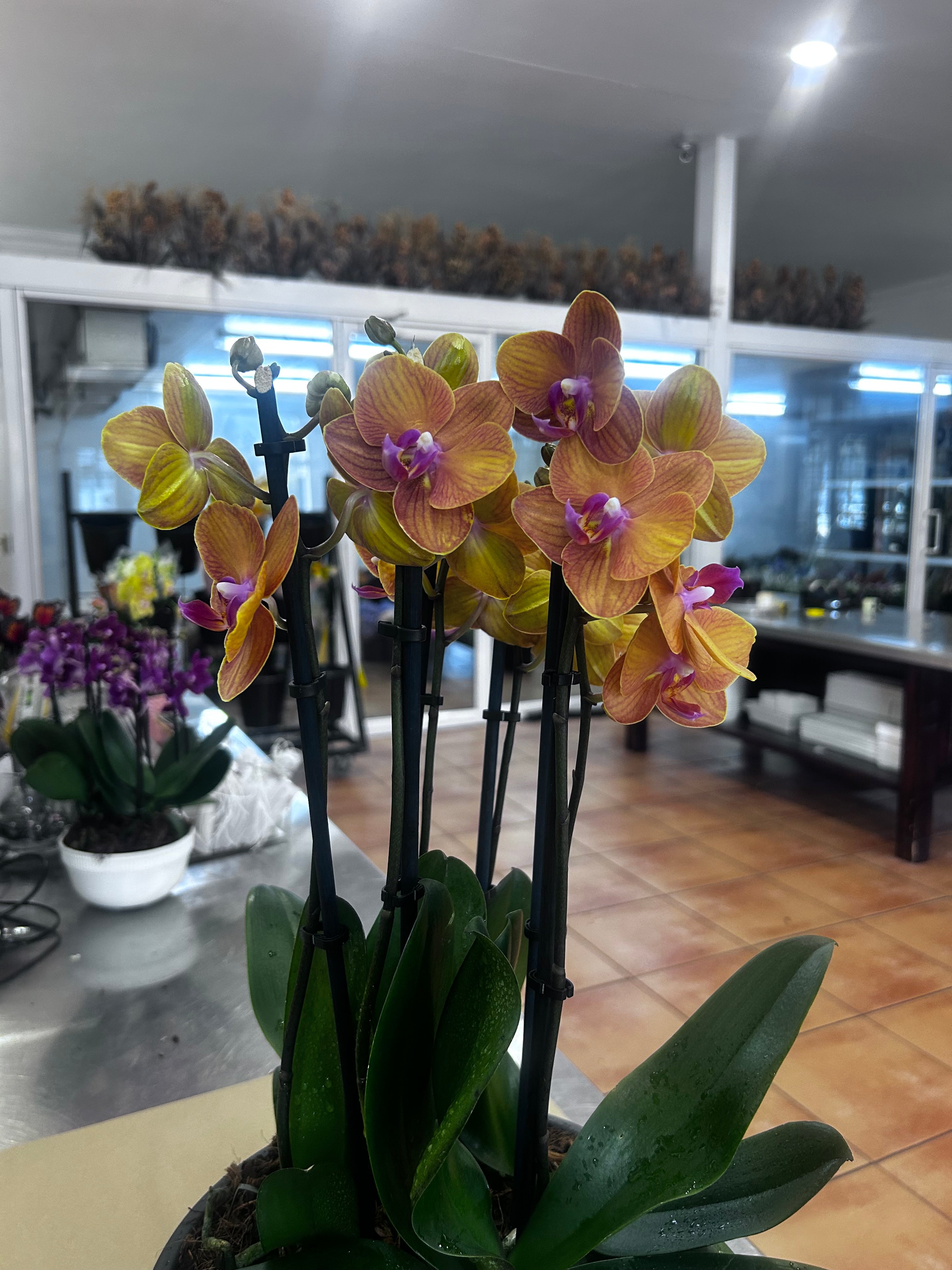 Orchid Bowl
