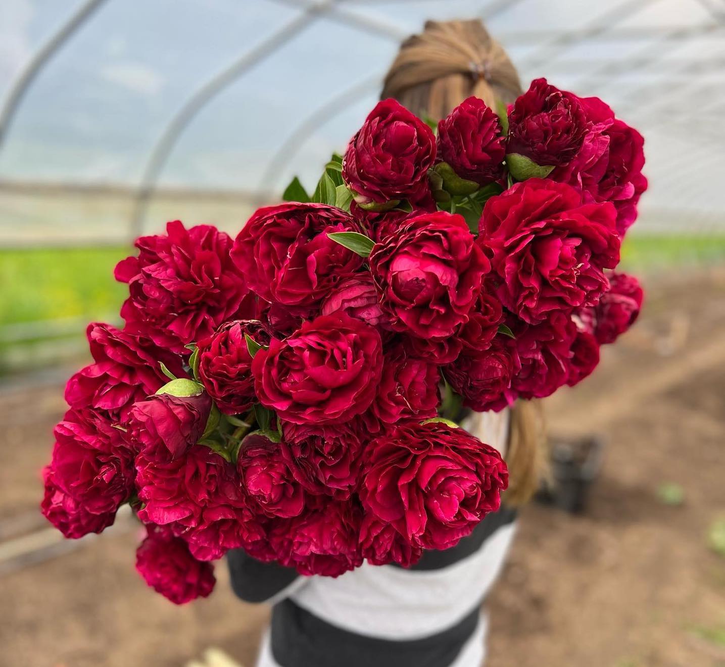 Red Charm Peonies - Fresh Flowers on Florida