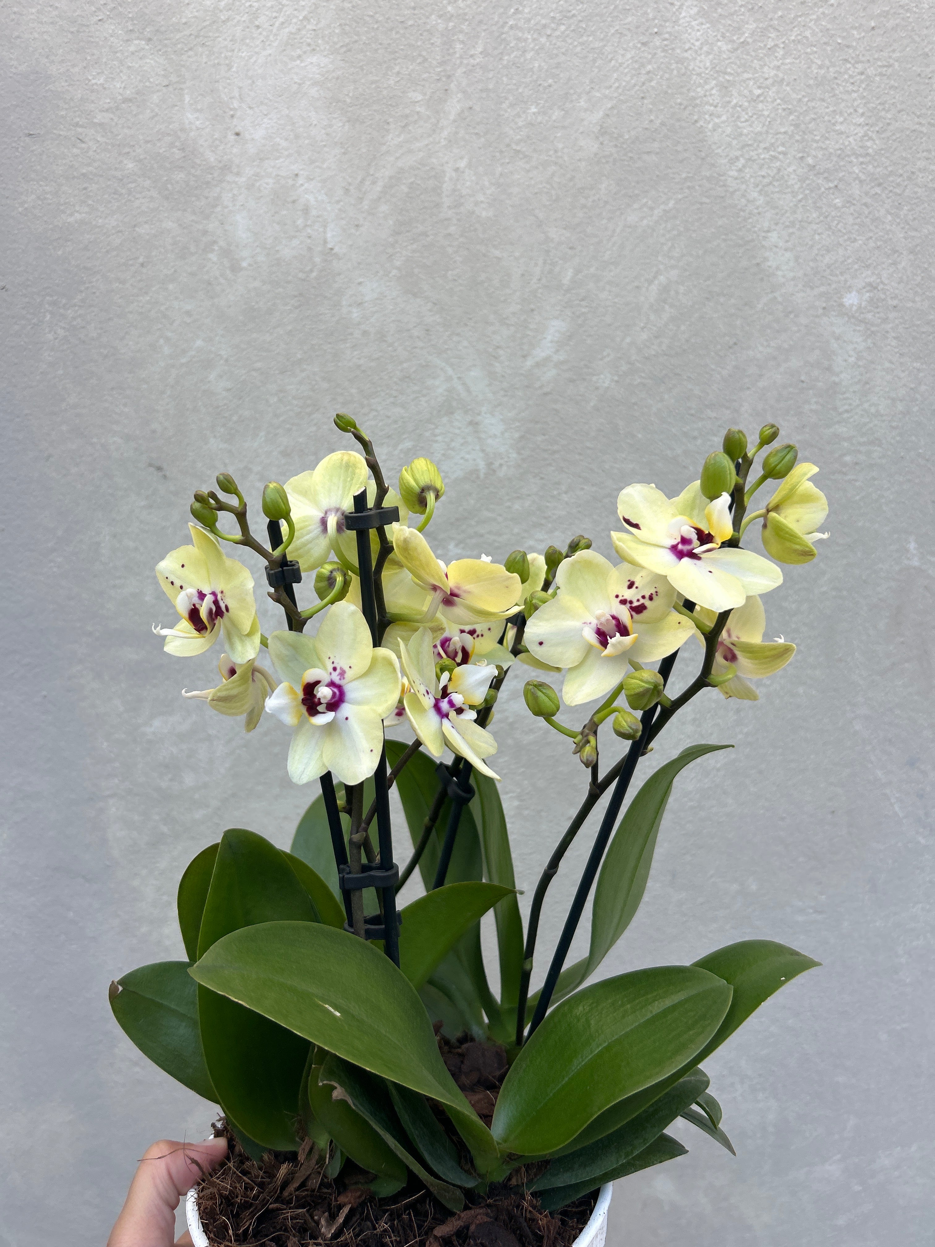 Mini Orchid Pot