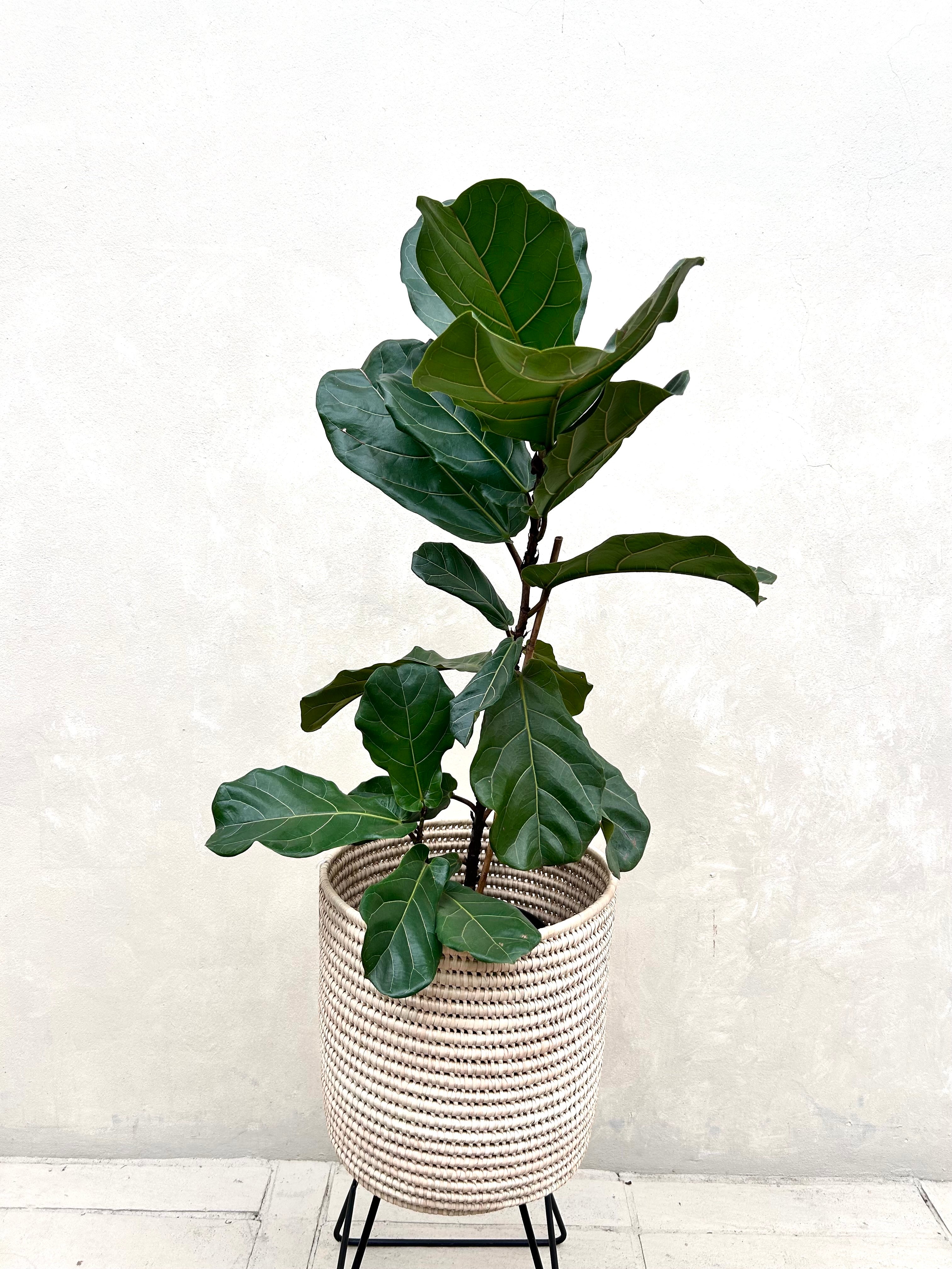 Fiddle Leaf Fig Tree (Ficus Lyrata) Large
