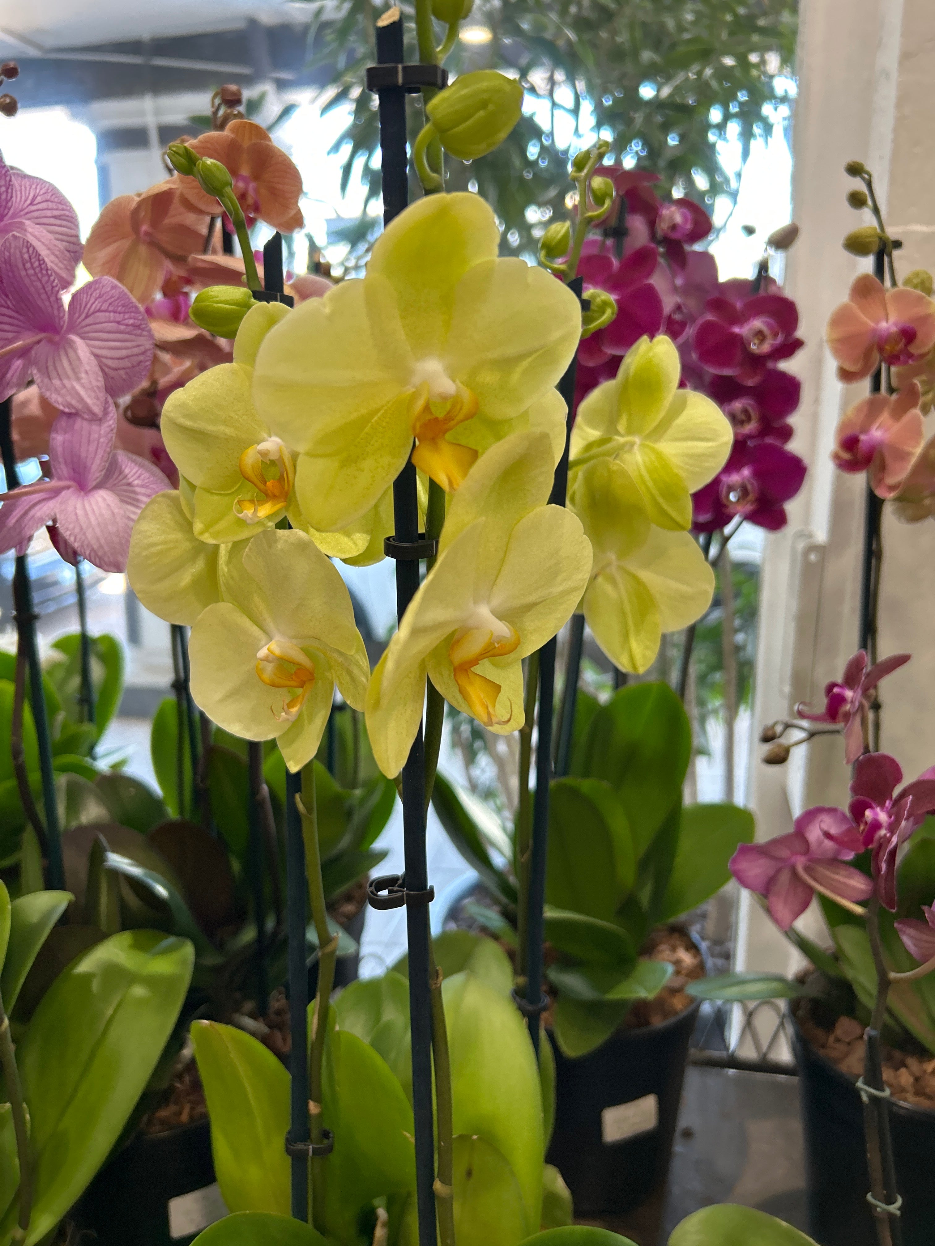 Large Orchid Pot - 3 stems