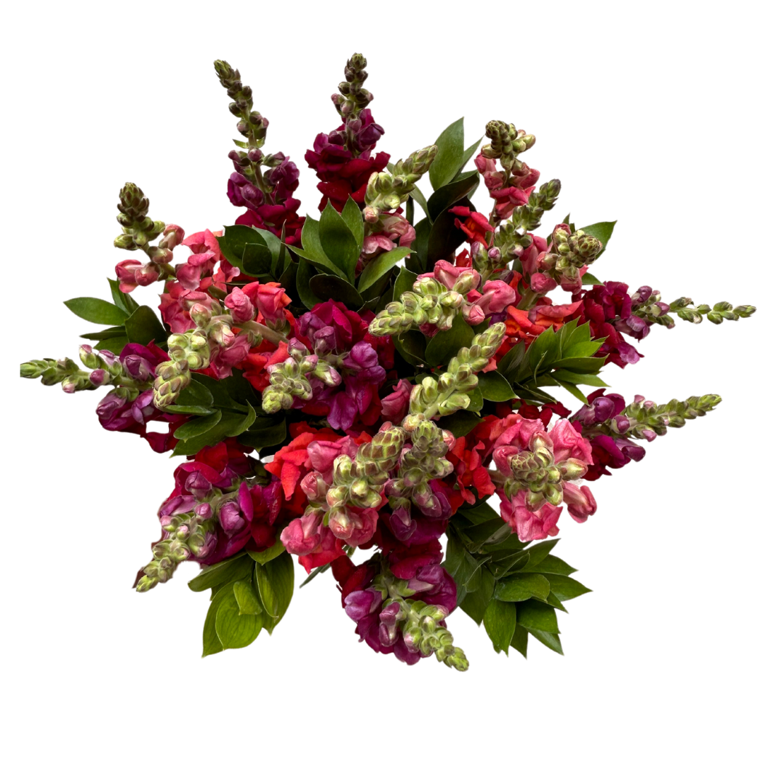 Snapdragons Bouquet