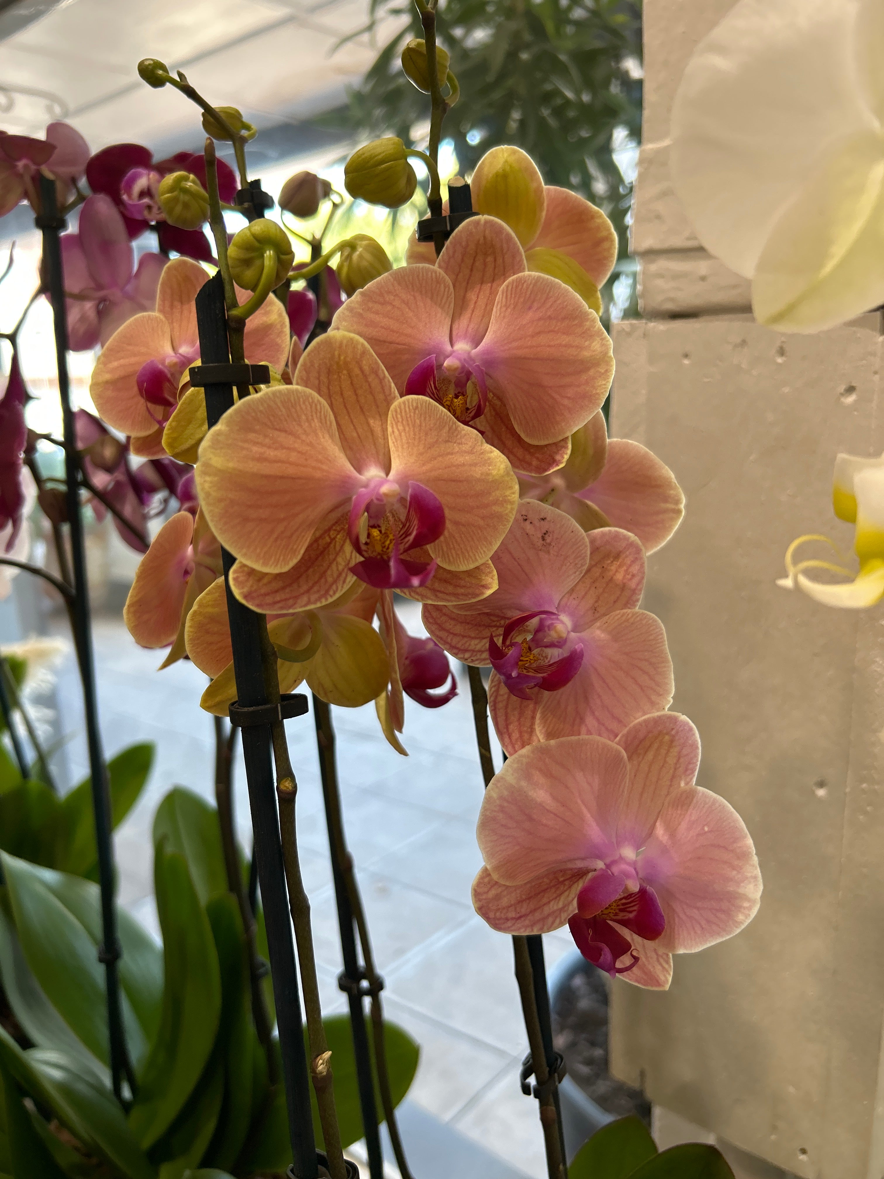 Large Orchid Pot - 3 stems