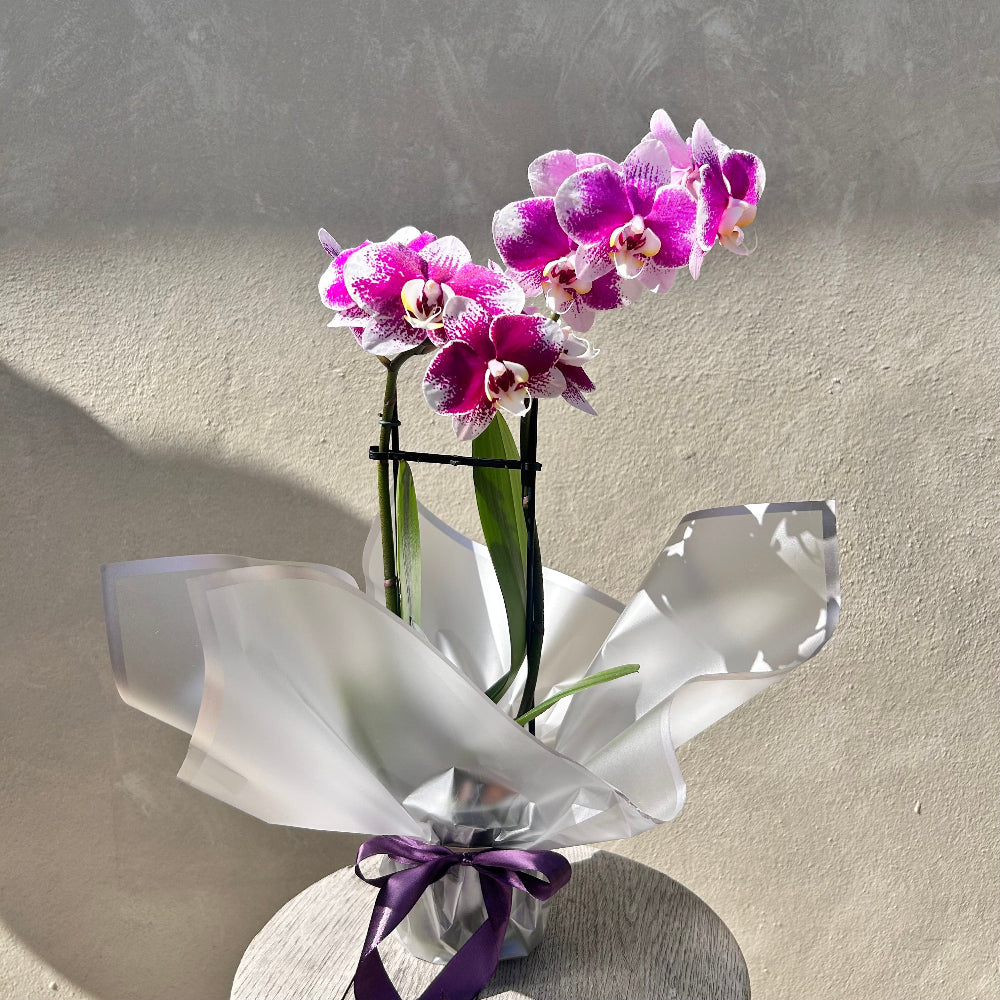 Double Stem Orchid