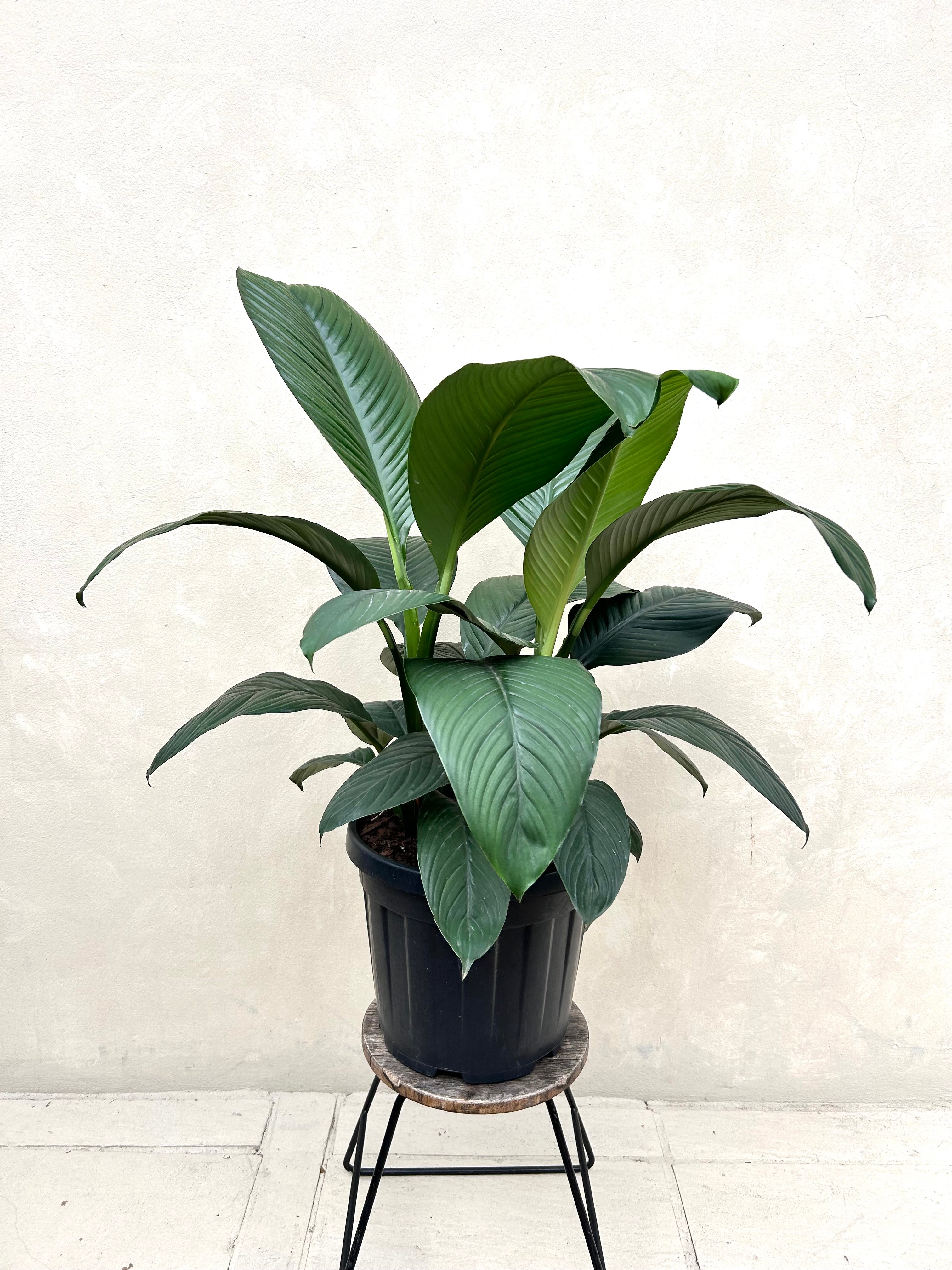 Spathiphyllum Sebastian