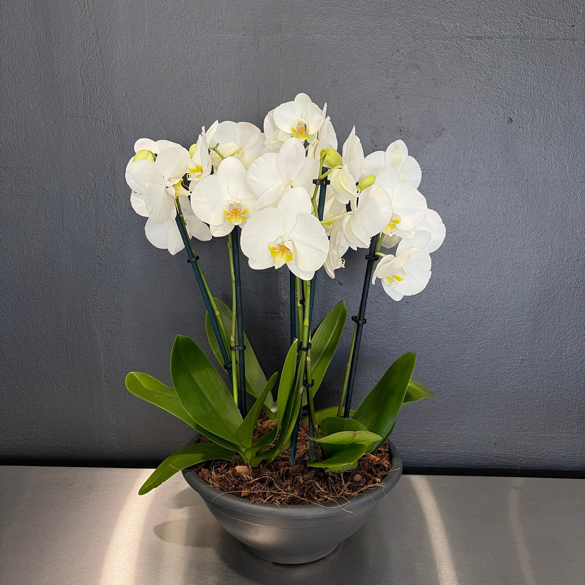 Large Orchid Bowl