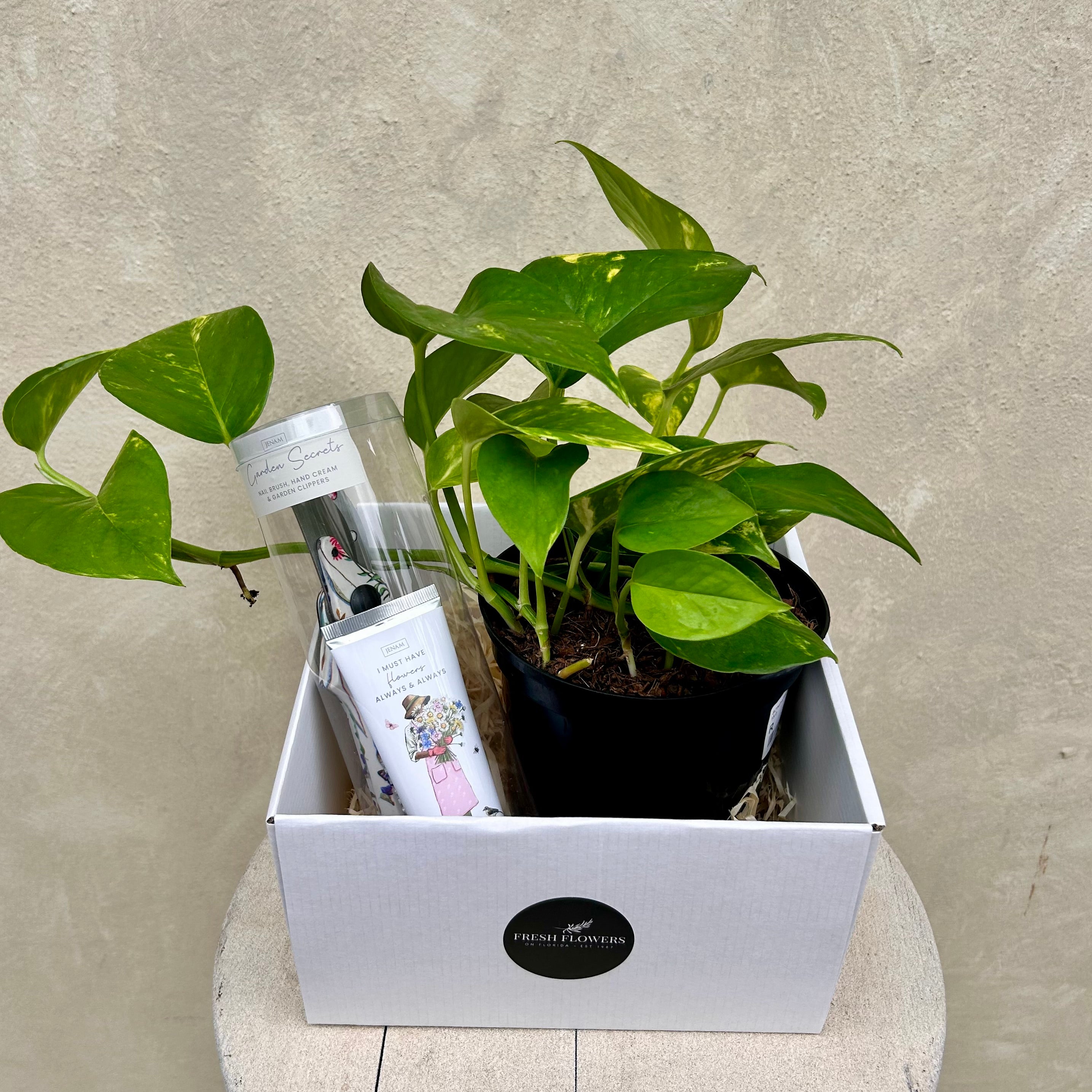 Gift Box Garden Secrets