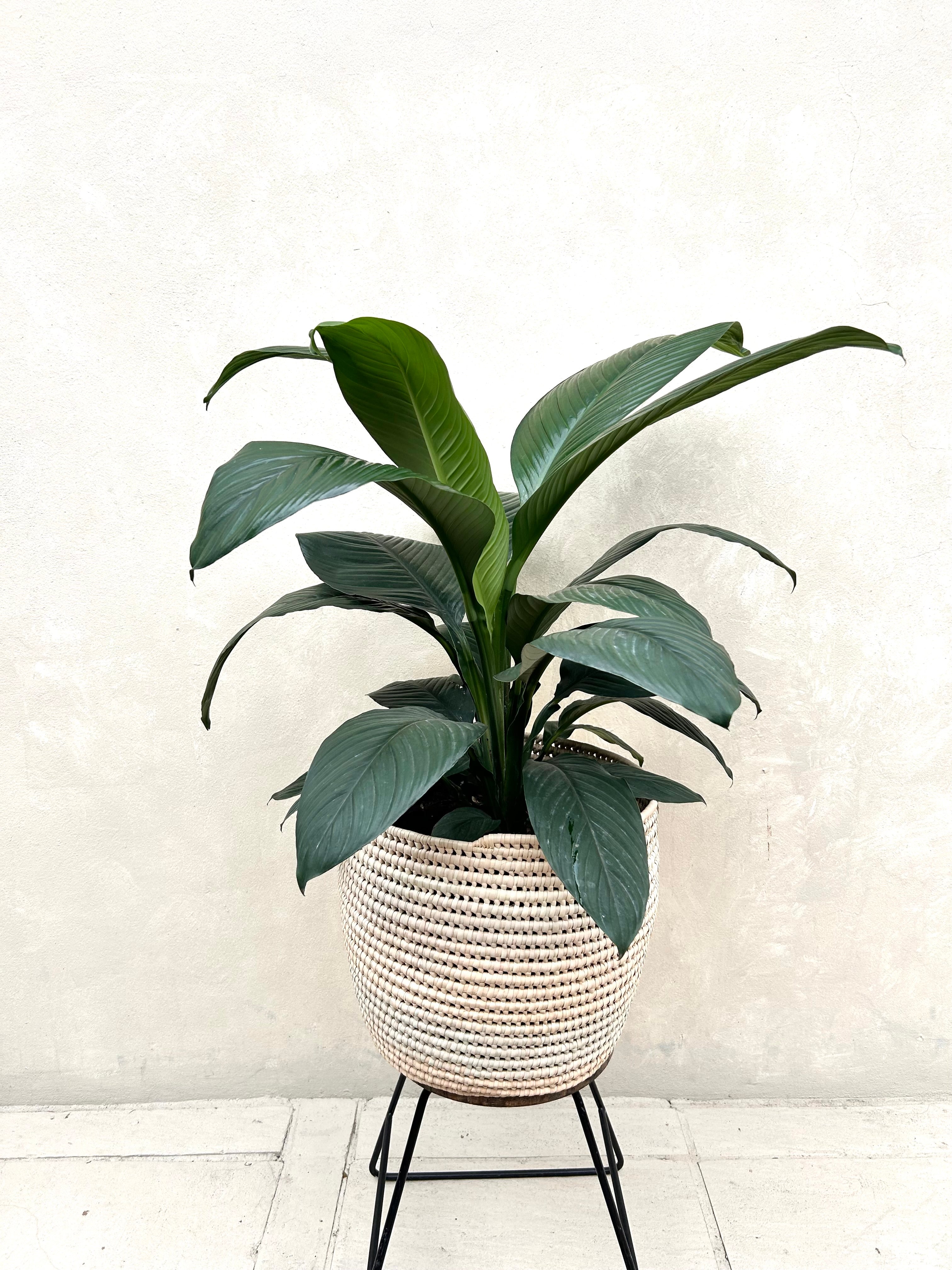 Spathiphyllum Sebastian