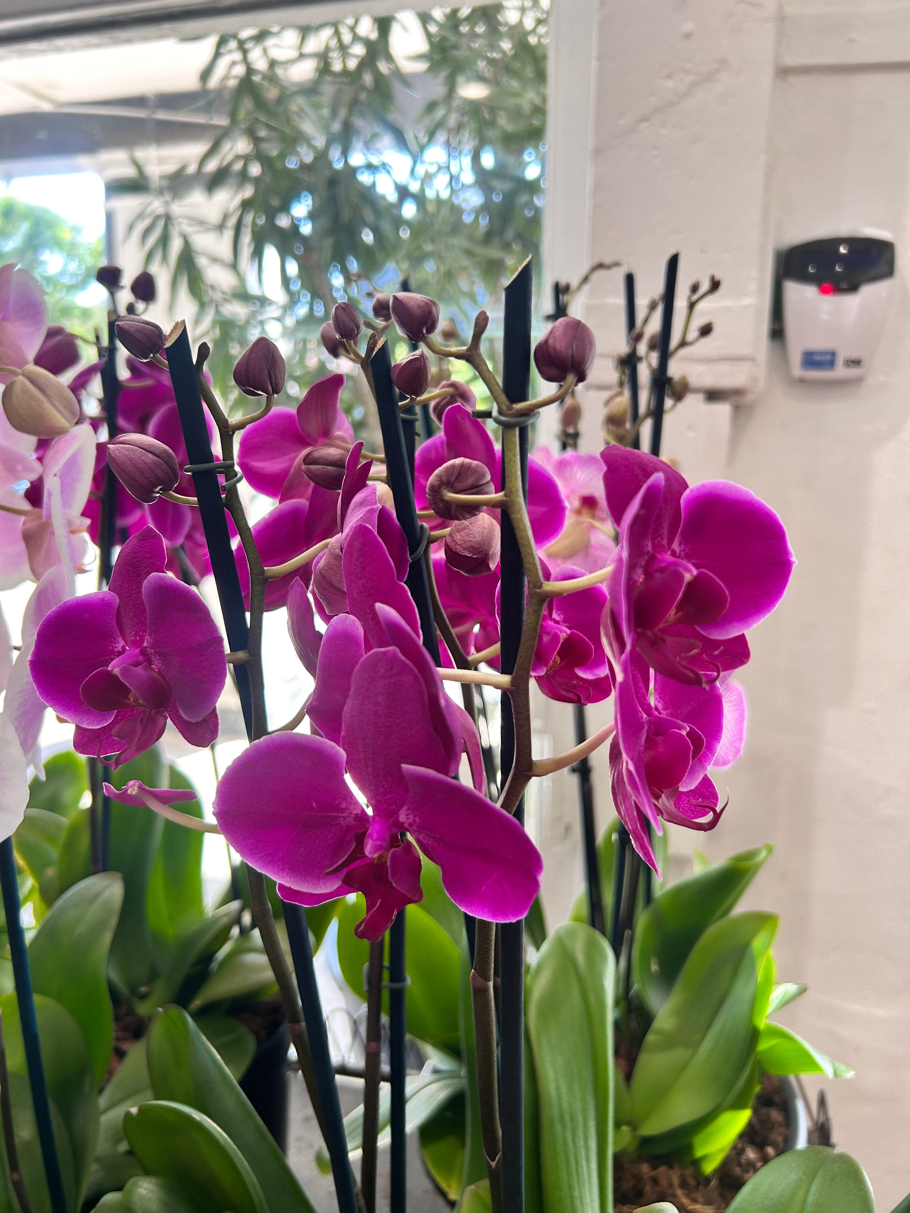 Large Orchid Pot - 3 stems