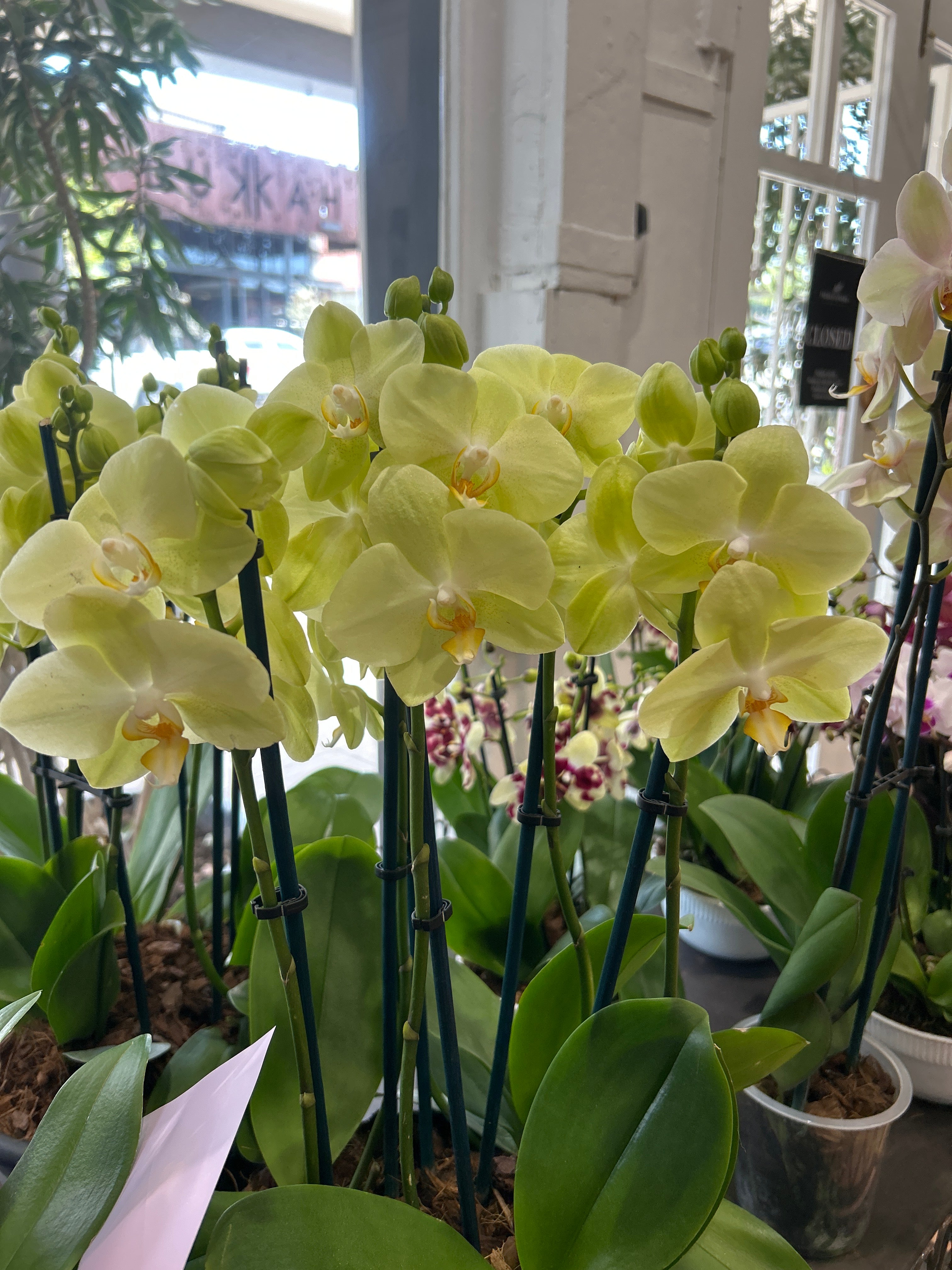 Orchid Bowl