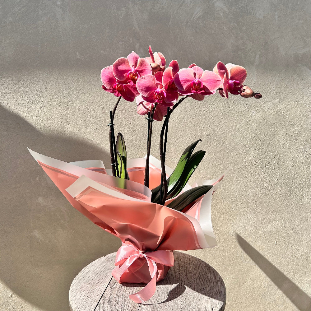 Double Stem Orchid
