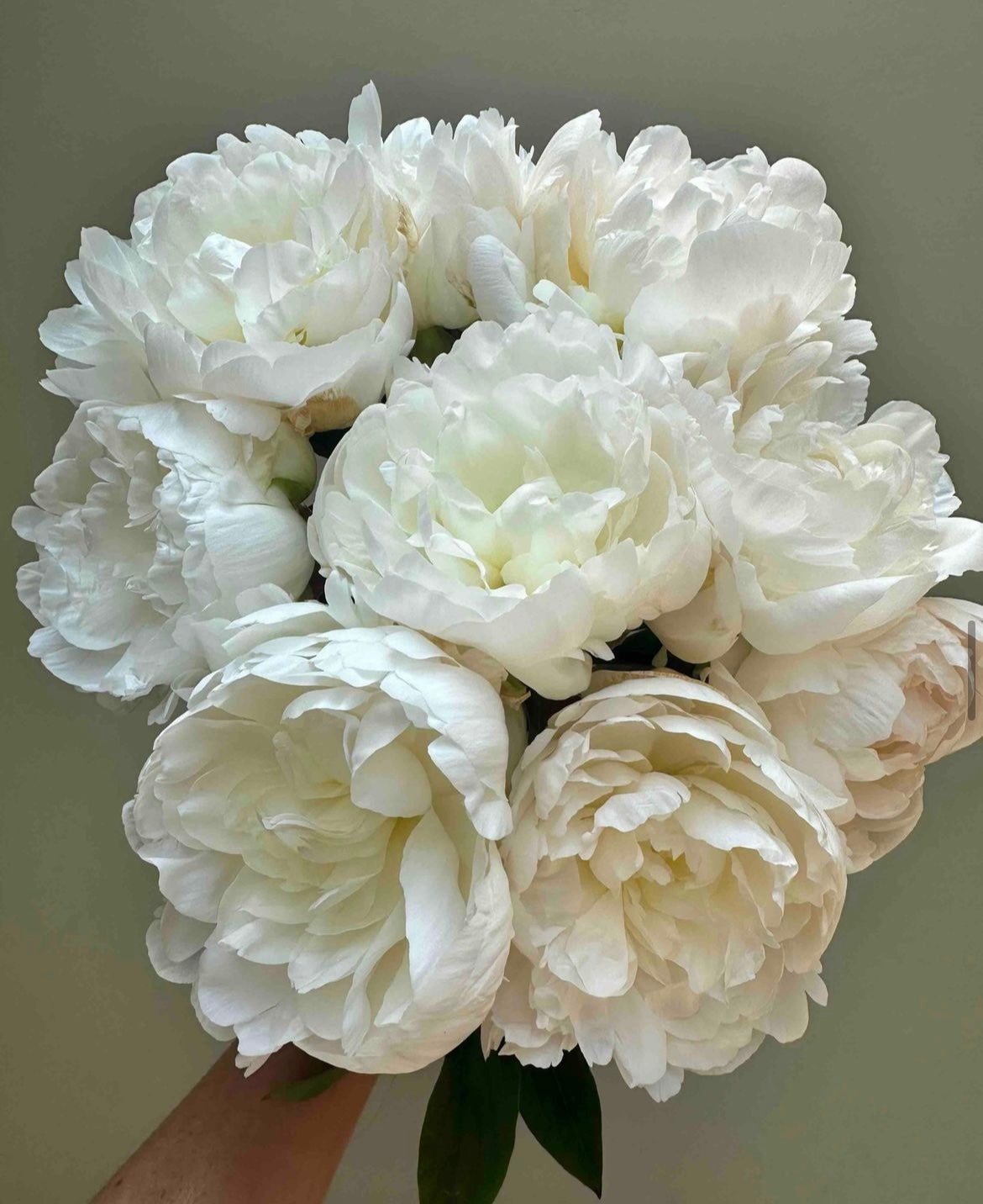 White Peonies - Fresh Flowers on Florida