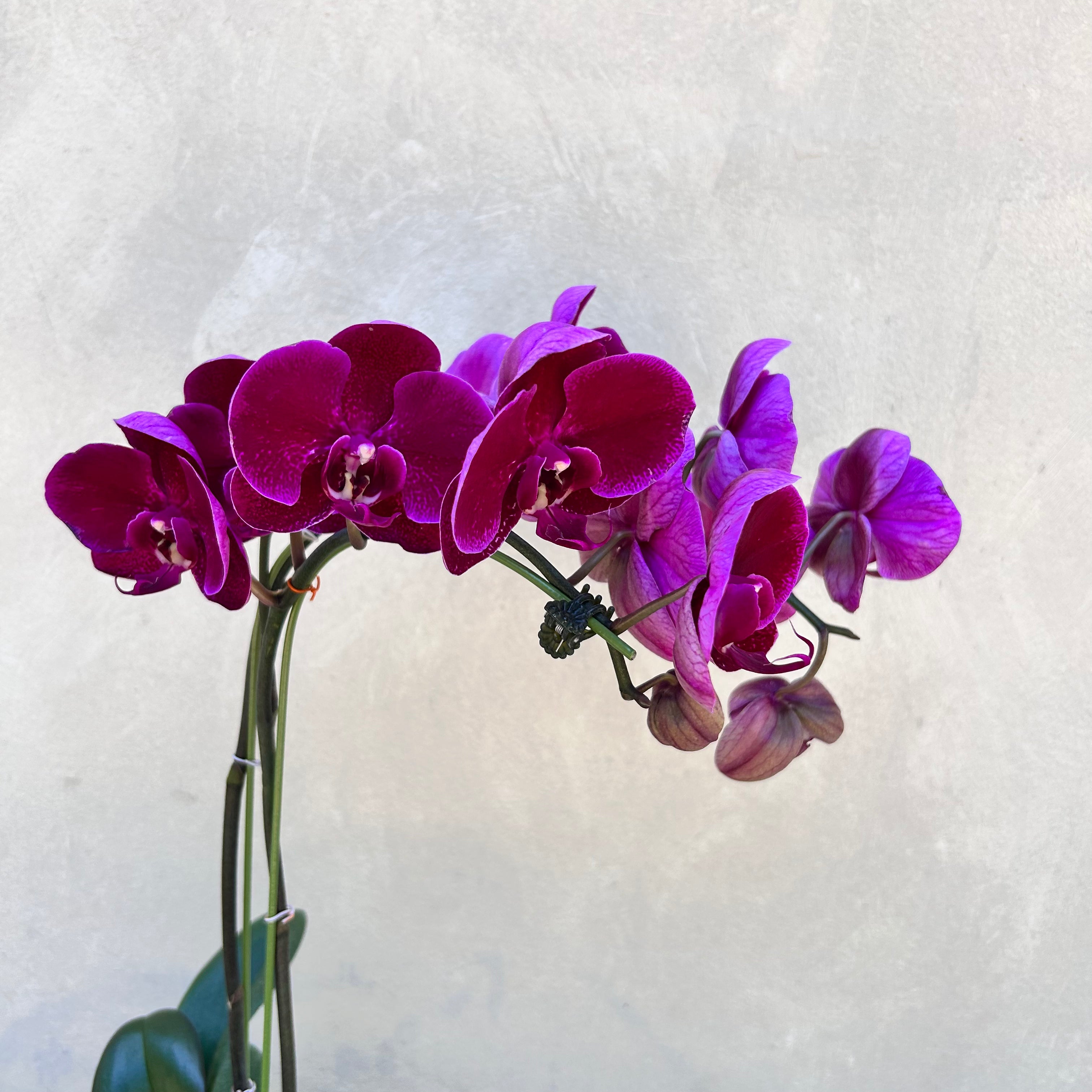 Purple orchids in a vase against a light gray background