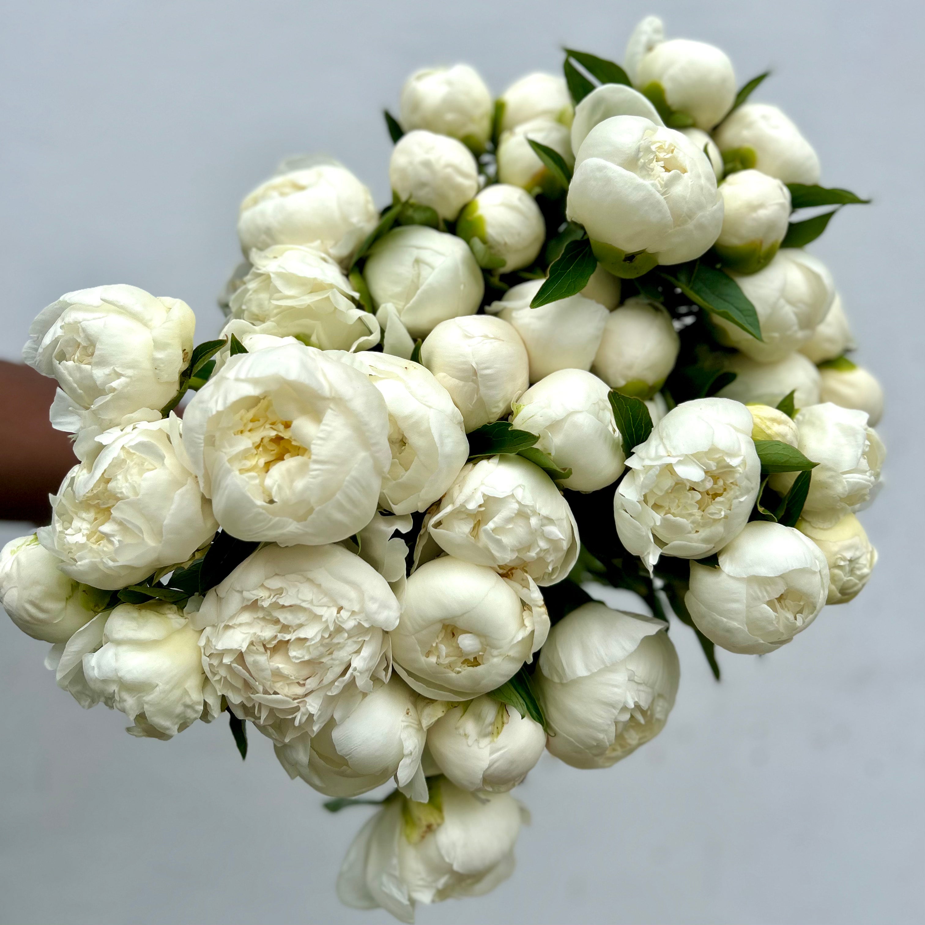 White Peonies - Fresh Flowers on Florida