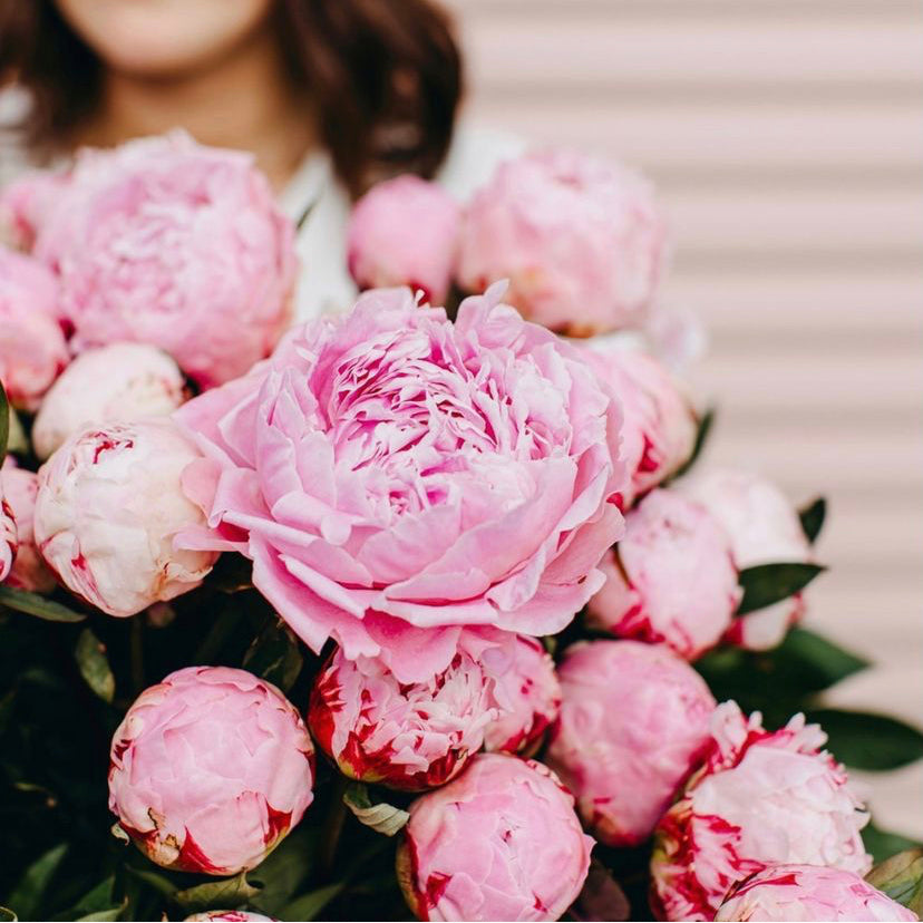 Mixed Pink Peonies