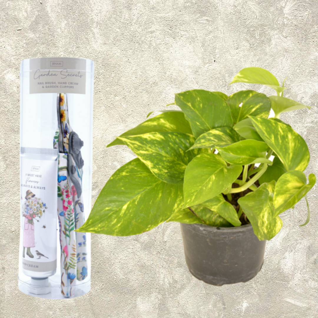 Gift Box Garden Secrets