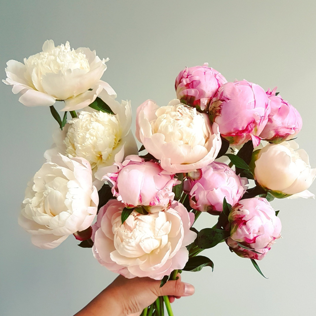 Mixed Pink Peonies - Fresh Flowers on Florida