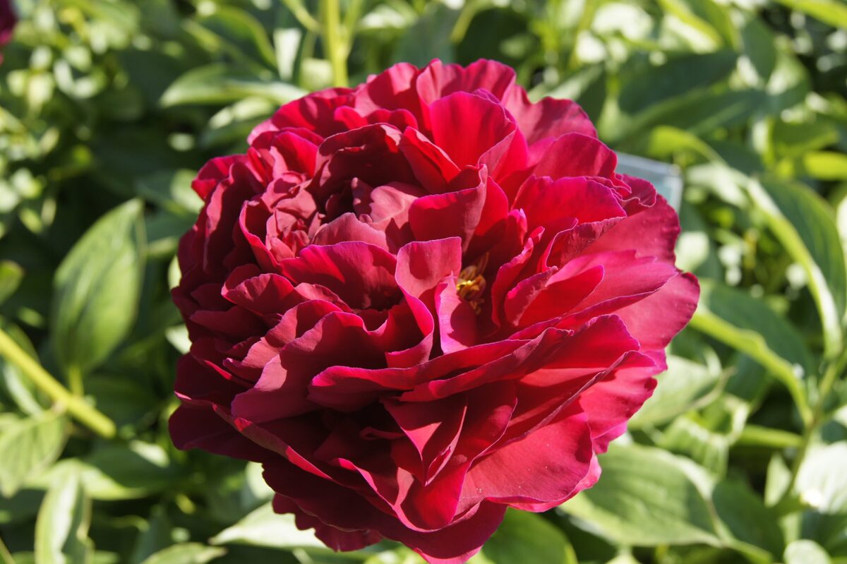 Red Charm Peonies - Fresh Flowers on Florida